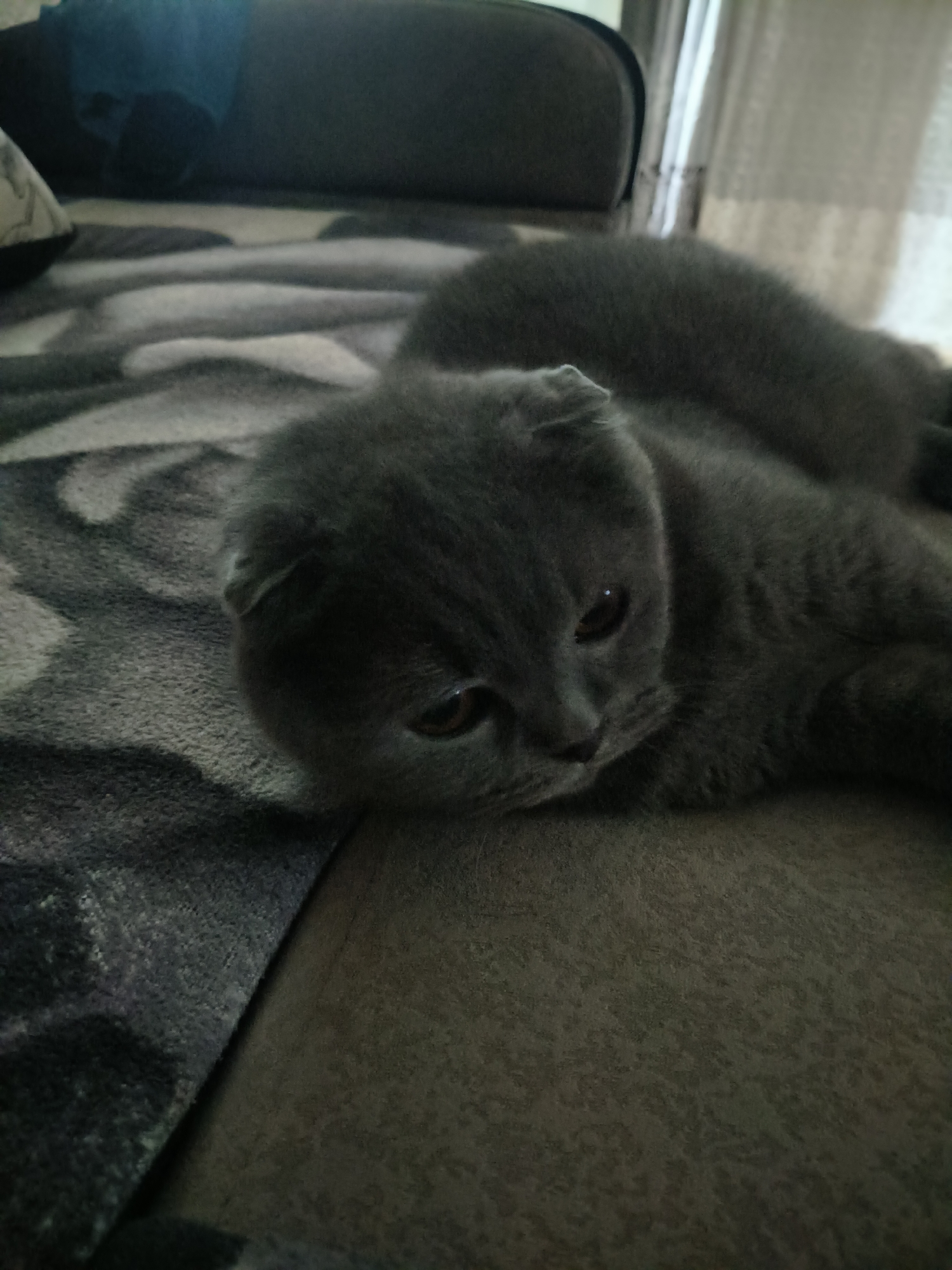 A Scottish Fold cat is lying on a couch. The cat is gray and appears to be resting. The couch is covered with a dark patterned blanket and has a dark brown surface. The background is blurred and appears to be an indoor setting with a window covered by a sheer curtain.