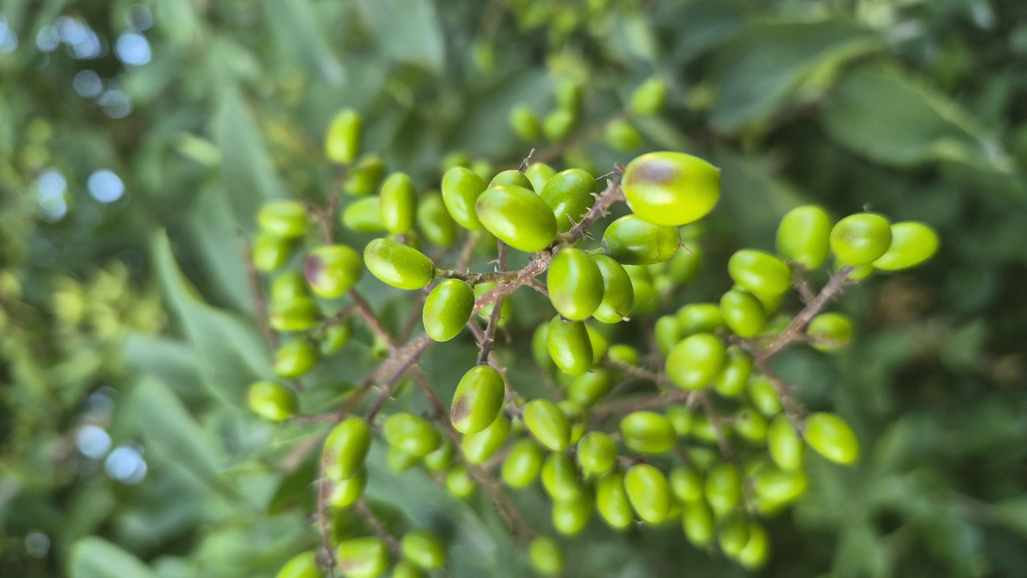 A close-up, vertical shot captures a cluster of unripe, light green berries on a thorny branch. The berries are oval-shaped with a glossy surface, and some exhibit a slight reddish-brown blush at their tips. The branch is thin and brown, with small, sharp thorns visible. In the background, out-of-focus green leaves and hints of blue sky create a soft, natural setting. The image's shallow depth of field draws attention to the foreground berries. The scene appears to be outdoors, in a natural environment.