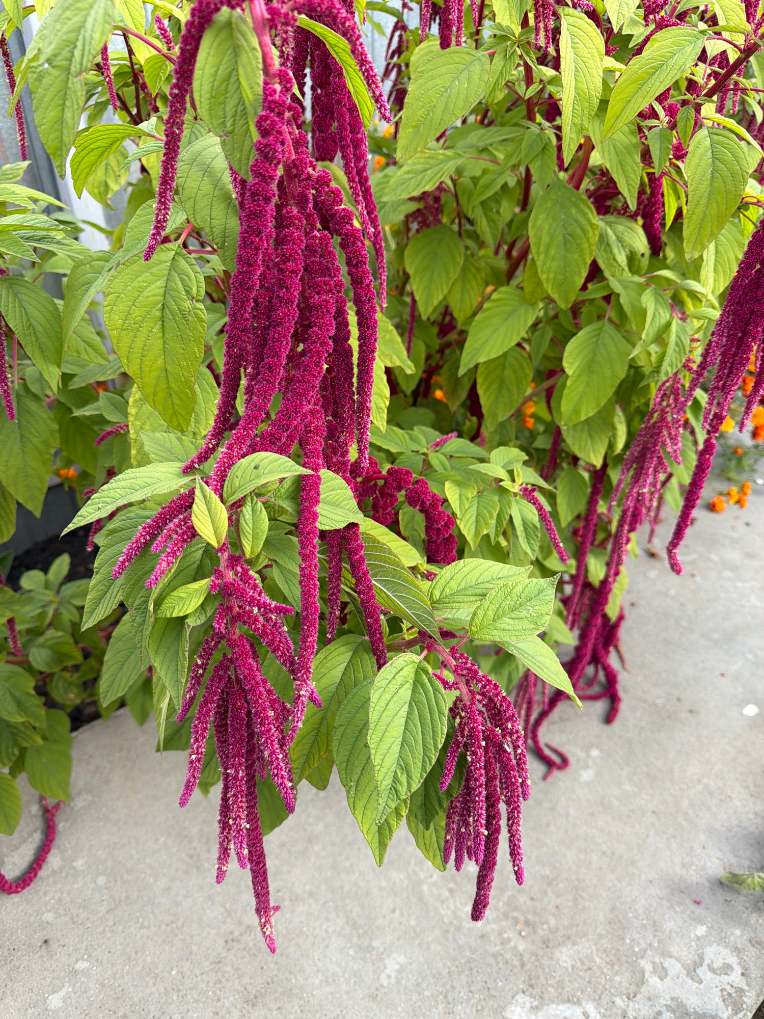 The image displays a close-up view of a plant with long, drooping, magenta-colored flower spikes. The plant has numerous large, green leaves with visible veins. The background is blurred, showing more of the same plant and hints of orange flowers, possibly marigolds, in the distance. The ground is a light gray concrete surface. The lighting appears natural, suggesting an outdoor setting during the daytime. There are no people or animals visible in the image, nor any indication of specific structures or landmarks that would definitively place it in Orekhovo-Zuyevo, Russia. The scene is static, with the plant appearing to be in a garden or landscaped area.