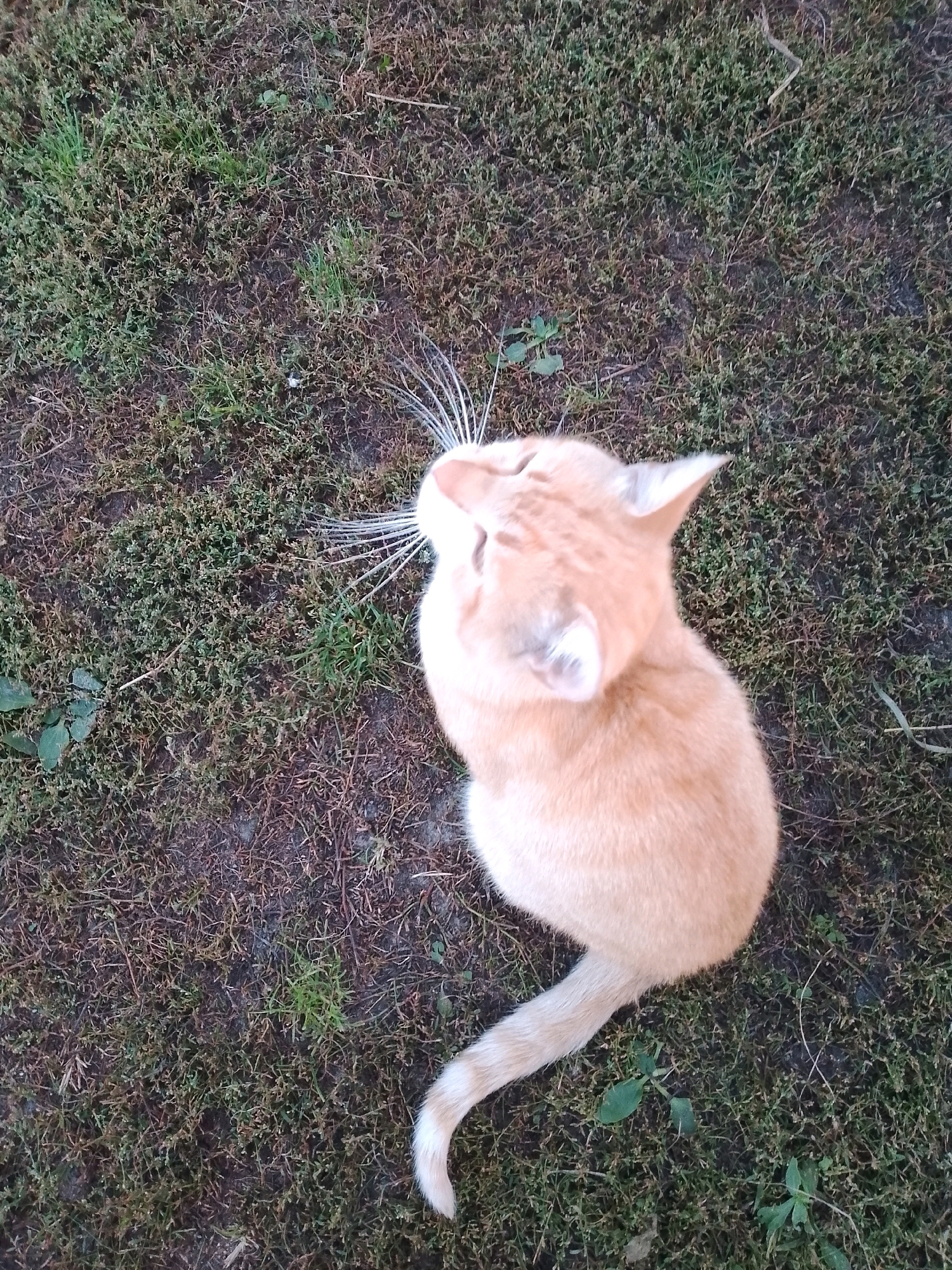 An orange cat sits on a patch of dry grass and sparse green weeds. The cat is facing upwards and to the left. Its whiskers are prominent. The background is a ground covered with dead grass and a few green sprouts. The image was taken from a high angle.