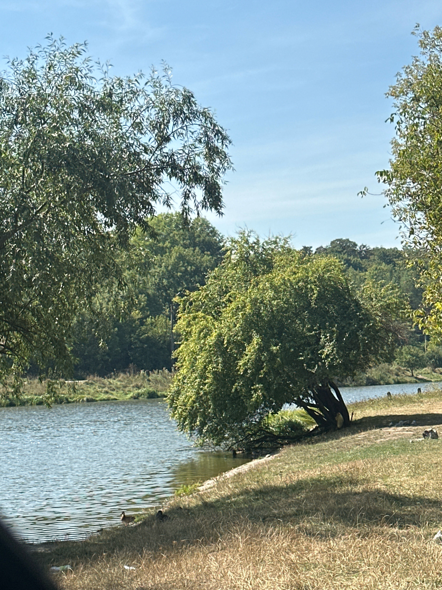 The image depicts a serene natural landscape by a body of water, likely a lake or river, under a clear blue sky. The foreground is dominated by dry, golden grass and patches of green lawn, with the shadow of a tree falling across it. In the middle ground, a large, leafy green tree leans over the water's edge, its branches creating a natural arch. The water itself is calm, with gentle ripples reflecting the sunlight. Several ducks are visible near the bank, some on the grass and others in the water. Further in the background, a dense forest of green trees stretches across rolling hills, creating a lush backdrop. The overall impression is one of a peaceful, rural setting, possibly in the city of Makiv, Ukraine, given the context. There are no people or man-made structures immediately apparent in the scene.