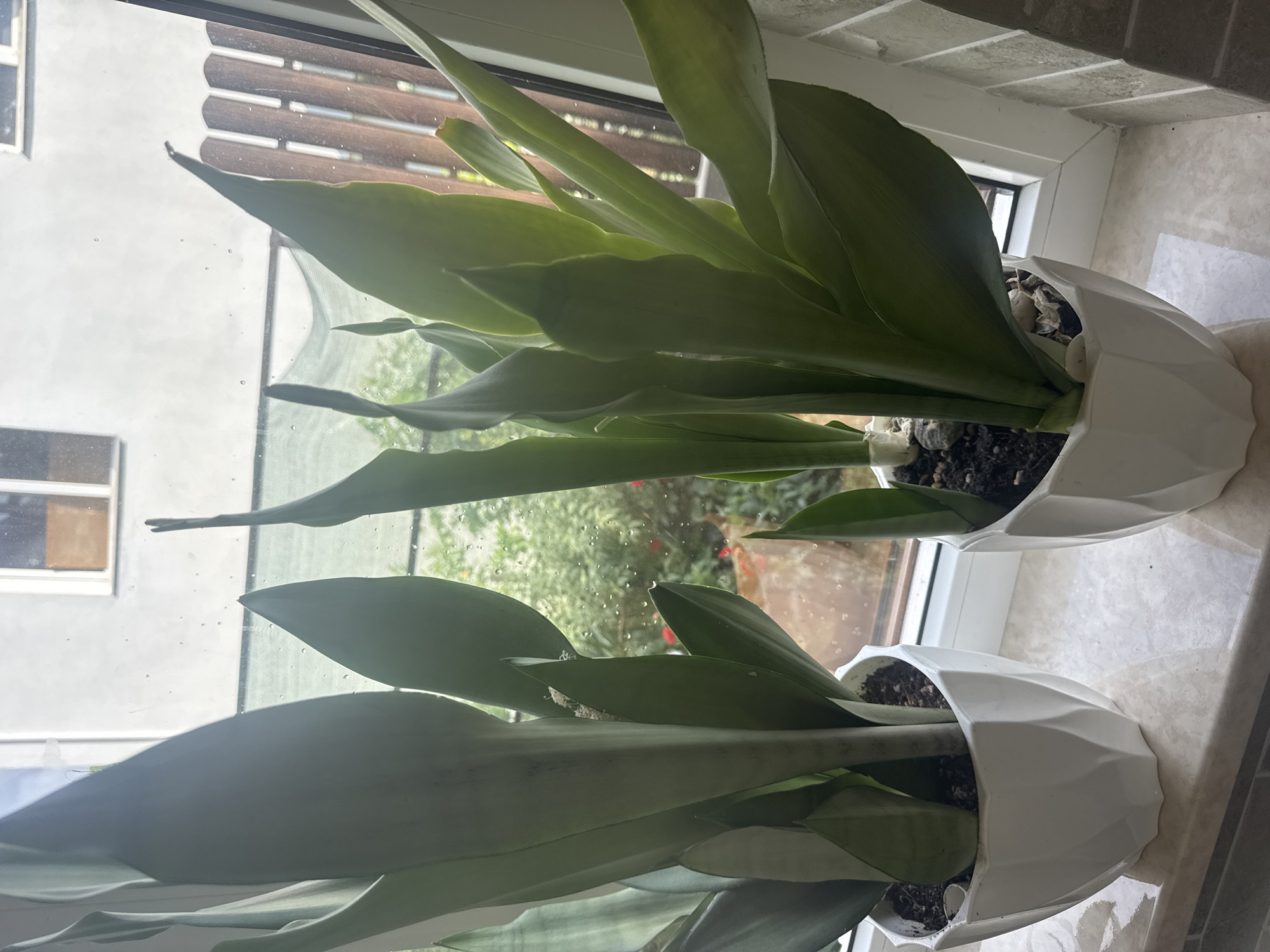 Two potted snake plants are positioned on a windowsill in an urban setting, likely Razdolnoye, Russia. The plants are in white, faceted pots. Through the window, a wooden fence and the facade of a building with windows are visible. The background suggests an outdoor environment with greenery and possible signs of rain on the glass. The lighting indicates it is daytime.