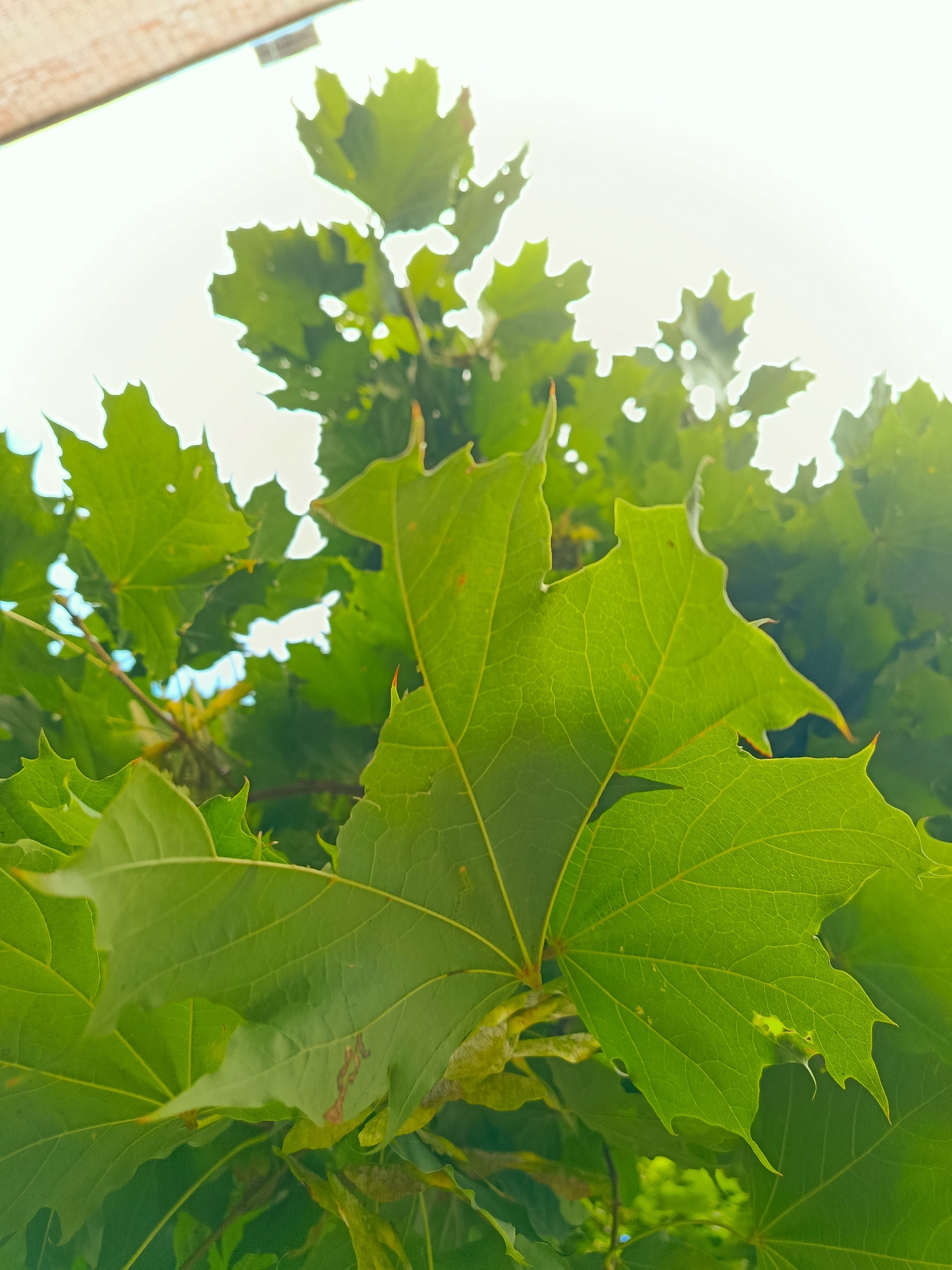 This is a close-up, low-angle photograph of vibrant green maple leaves against a bright, overcast sky. The leaves are detailed, showing visible veins and serrated edges. Some leaves have small holes or imperfections. In the upper left corner, a sliver of a wooden structure, possibly a fence or roof, is visible. The overall impression is one of lush foliage in an outdoor setting. The image does not contain any people, specific landmarks, or identifiable features that would place it in the city of Ryazan, Russia, or any other specific location.