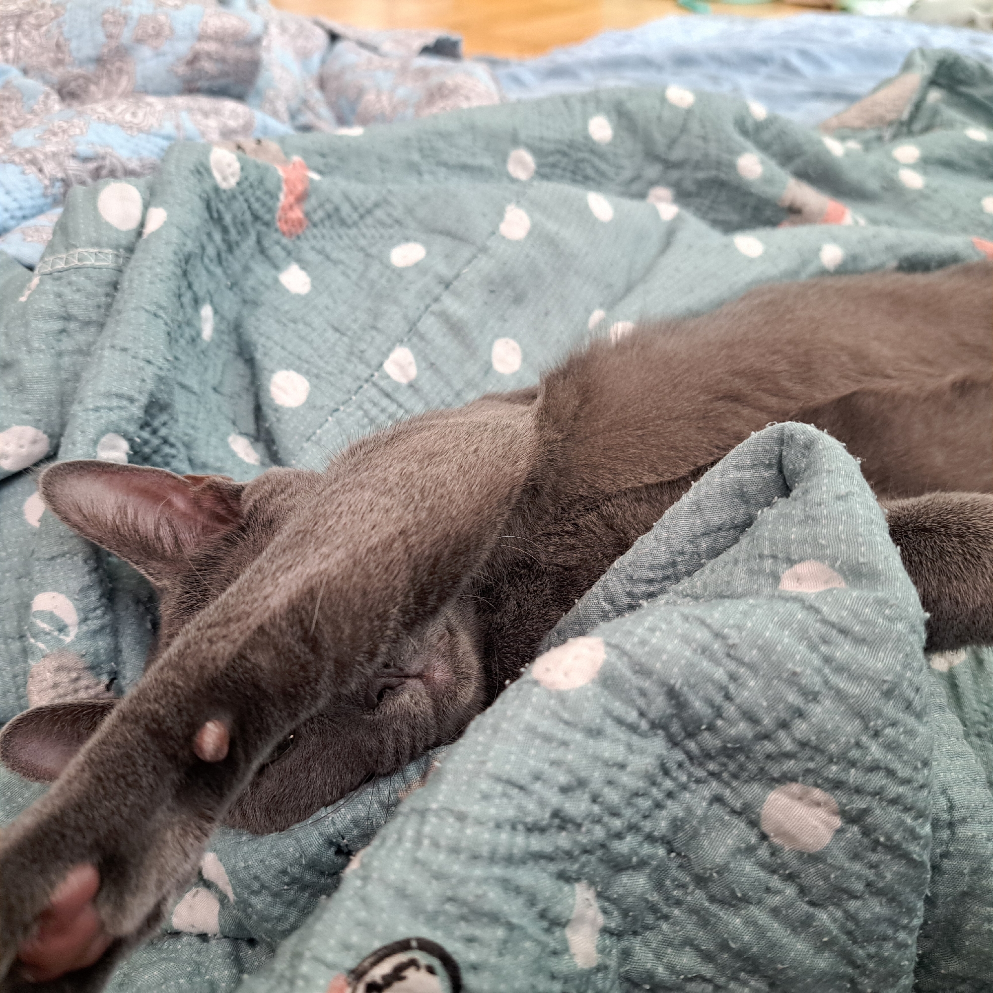 A grey cat is sleeping on a teal blanket with white polka dots. The cat's face is partially covered by its paw. The blanket is draped over other bedding, one of which appears to be blue and patterned with a grey floral design. The image appears to be taken indoors, likely in a domestic setting in Gwangju, South Korea. The lighting is soft, suggesting it could be daytime. No people are visible in the frame.