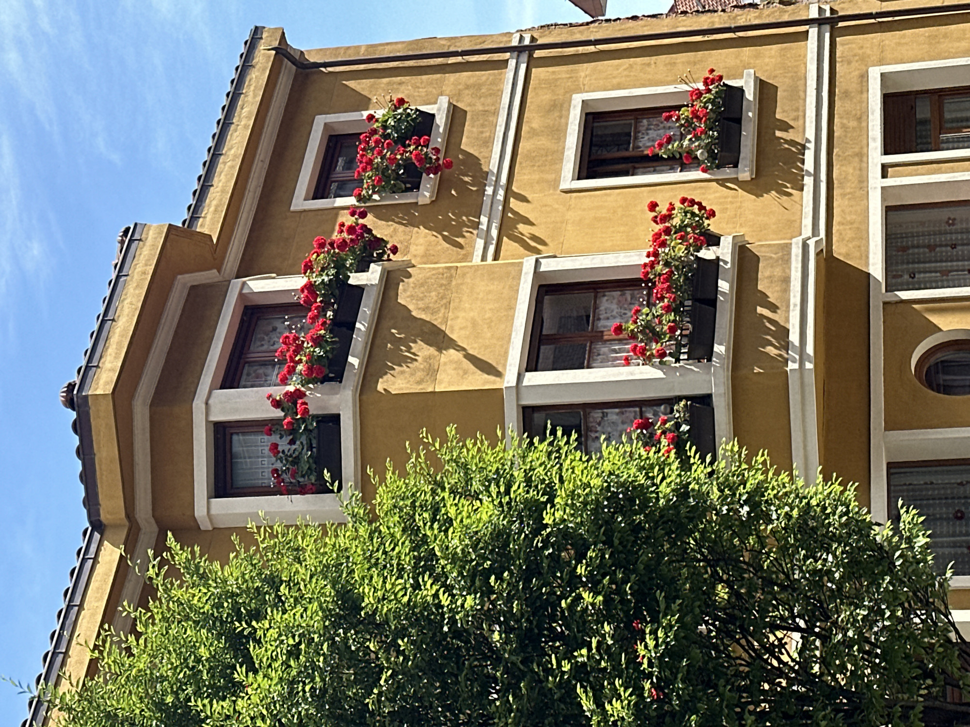 A low-angle shot reveals a section of a yellow building in Gijón/Xixón, Spain, adorned with flowers cascading from several of its windows. The building features a rectangular architectural design with a light-colored trim emphasizing its linear form. Each of the visible windows is decorated with an abundance of red flowering plants that spill outwards, adding a vibrant splash of color to the facade. A large, lush green bush partially obscures the lower portion of the building, providing a natural contrast to the geometric architecture above. The sky is bright blue, suggesting a clear, sunny day. The image captures a blend of architectural detail and natural elements, typical of urban environments where nature is intentionally integrated into the built landscape.