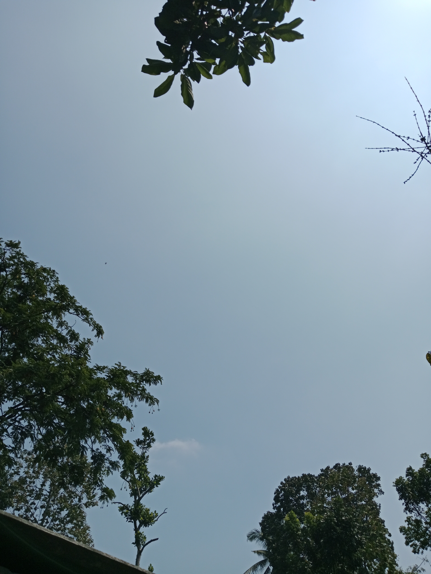 The image depicts a clear, pale blue sky with a few wispy clouds. The view is looking upwards, with the tops of trees and branches framing the sky from the bottom left and top left corners. In the bottom right, the canopy of another large tree is visible. A thin, bare branch extends from the top right, reaching into the sky. A tiny dark speck, potentially a bird or insect, is visible in the middle of the sky. The bottom edge of the image shows a dark, horizontal object, possibly the roof of a building. The scene appears to be an outdoor environment in a tropical or subtropical region, consistent with the location of Sumberasri, Indonesia. There are no people or discernable human activity in the image.