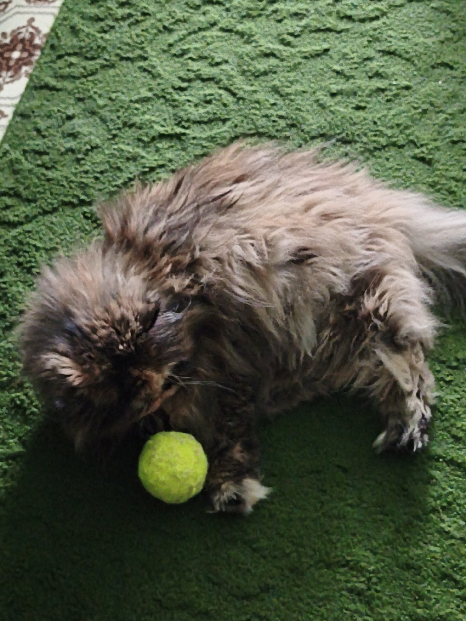 A fluffy, long-haired cat is lying on a green carpet with a yellow tennis ball next to its head. The cat is mostly brown with some lighter brown and gray patches. Its eyes are partially closed, and it appears to be resting. The tennis ball is fuzzy and bright yellow, contrasting with the dark green of the carpet. The carpet has a thick, textured pile. The lighting suggests indoor conditions, possibly with overhead illumination, as there are no strong shadows indicating direct sunlight.