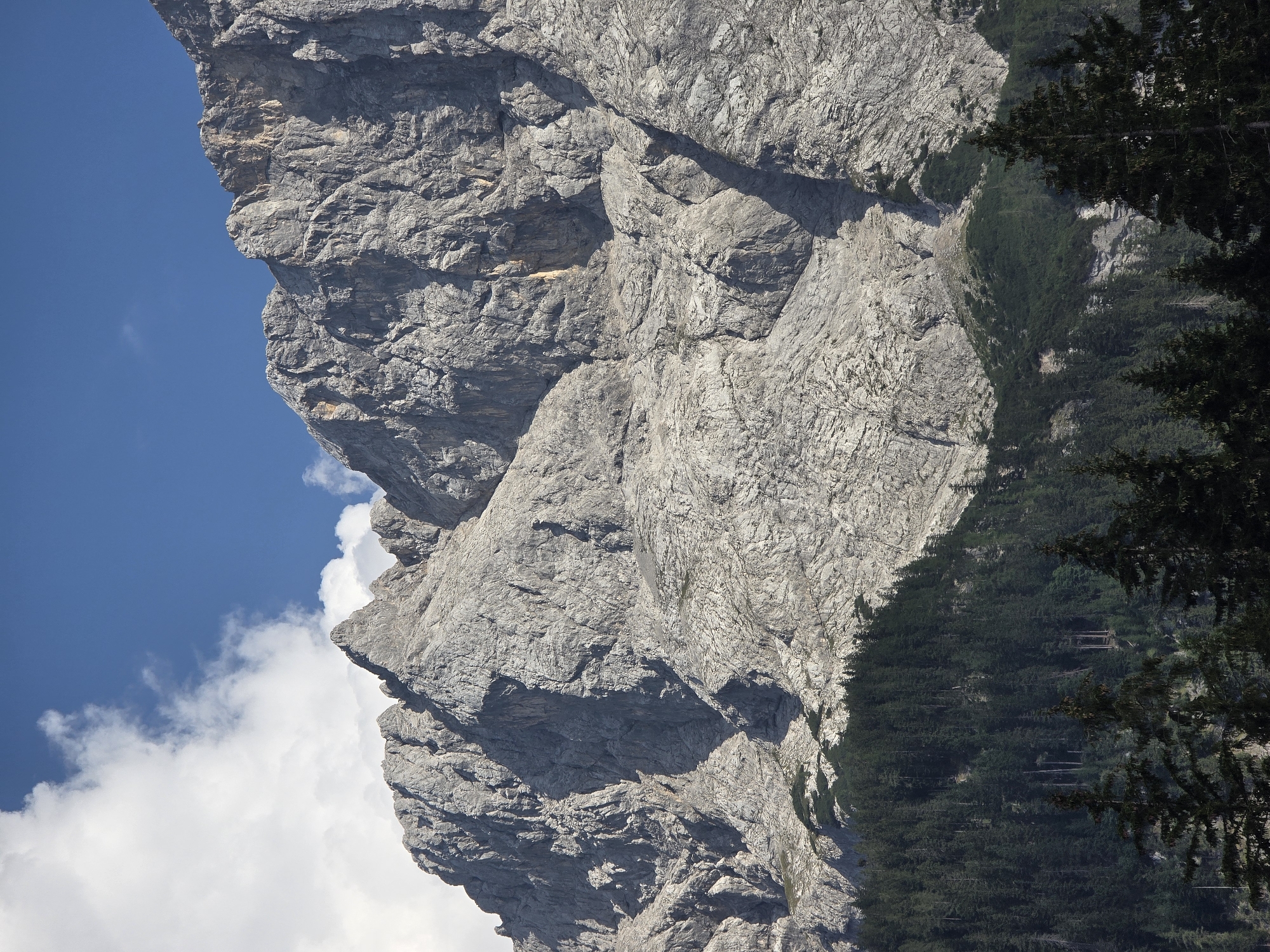 The image shows a dramatic, close-up view of a rugged, rocky mountain face, likely part of the Alps. The mountain dominates the frame, displaying intricate textures of grey rock, carved by erosion and time. Shadows create depth, highlighting steep inclines and deep crevices.
Below the imposing rock face, a dense, dark green coniferous forest stretches across the lower portion of the image, creating a stark contrast to the pale mountain. The trees are varied in height, with some taller evergreens appearing in the foreground, their dark silhouettes framing the scene.
The sky above is a vibrant blue, with fluffy white clouds scattered across it, particularly on the left side of the image. The lighting suggests a clear, sunny day.
The specific location is the Zugspitze massif, visible from Grainau, Germany. This mountain range is characterized by its dramatic peaks and extensive forests. There are no people, animals, or any visible signs of human activity in this particular frame. The scene is a pure depiction of natural mountain landscape.
