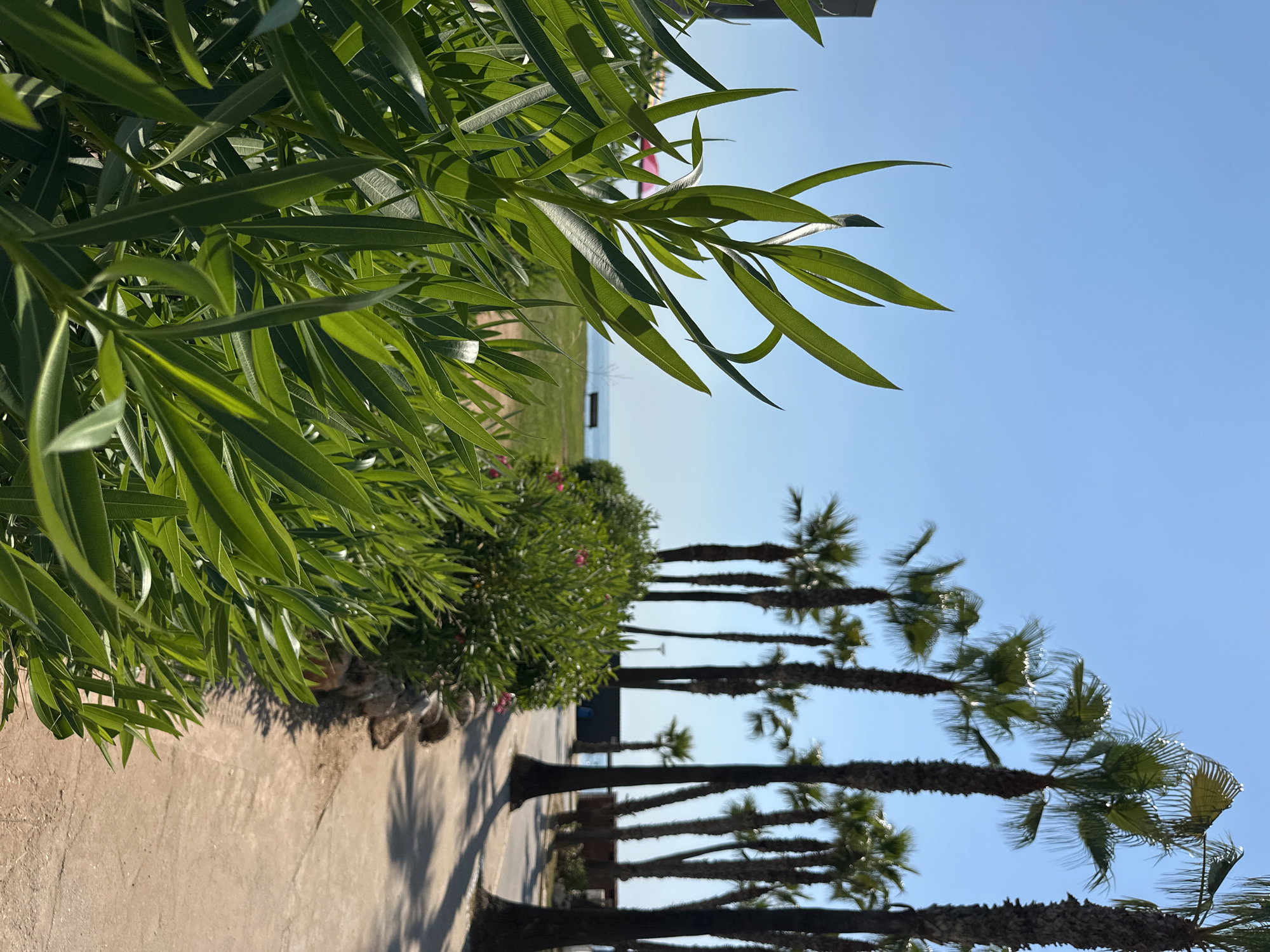 A low-angle, eye-level shot captures a sunlit pathway bordered by lush green foliage and a row of tall palm trees in Orpesa, Spain. The foreground is dominated by the vibrant green leaves of a plant, with sharp, pointed leaves reaching towards the clear blue sky. Behind this, a paved pathway meanders to the right, casting dappled shadows from the palm trees that line its edge. The palm trees, with their rough, dark trunks and feathery fronds, are spaced evenly along the pathway, creating a sense of depth and perspective. In the background, a body of water, likely the Mediterranean Sea, is visible under a bright blue sky, with a distant bench on a grassy area suggesting a public park or promenade. The scene evokes a tranquil, tropical atmosphere typical of coastal Spanish towns.