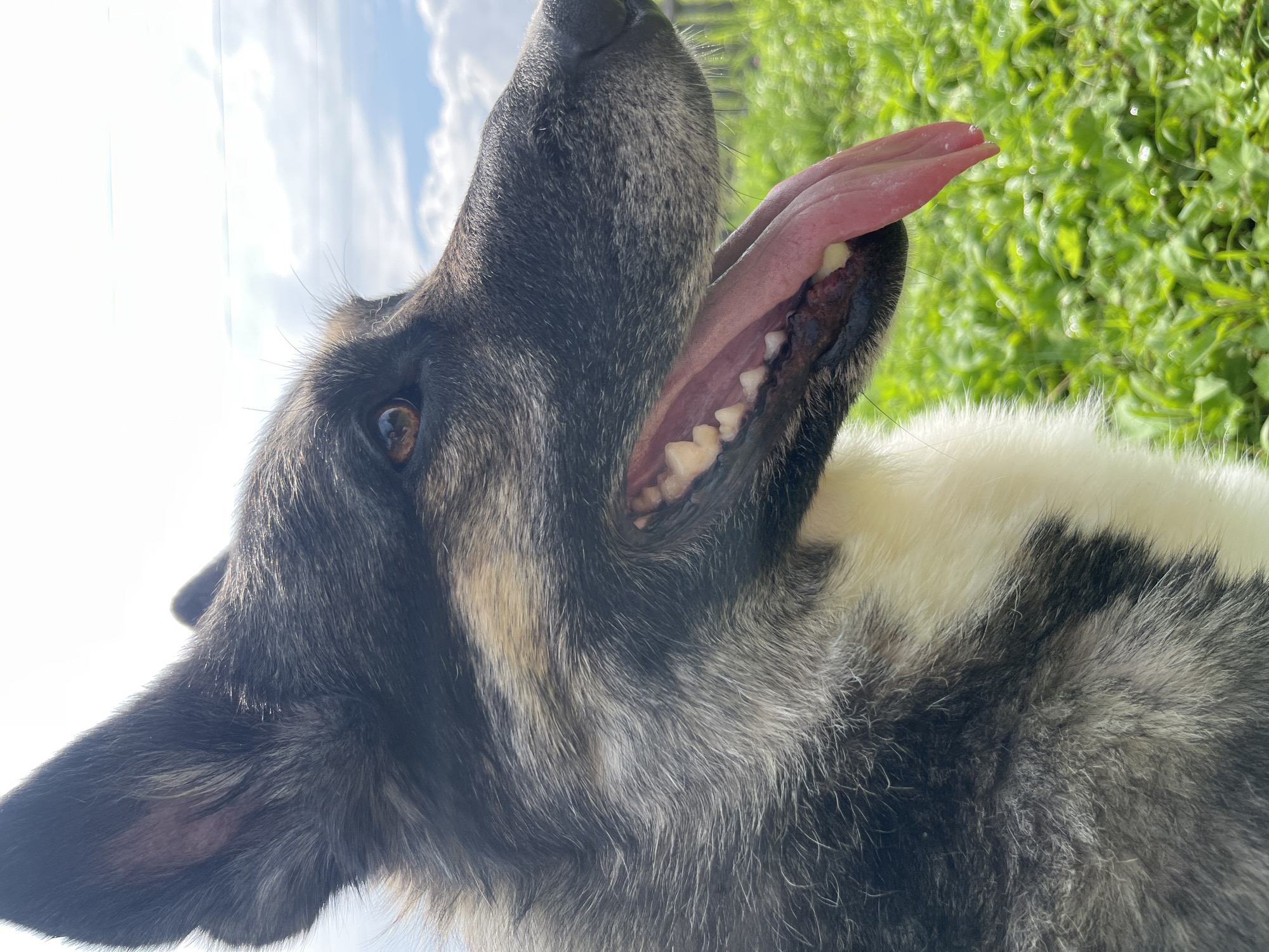 The image is a close-up, profile shot of a dog, likely outdoors. The dog has dark and grey fur, with some tan markings around its face. Its mouth is open, and its pink tongue is hanging out, with visible teeth. The background is a blurred field of green grass under a bright sky with some white clouds. There is no indication of the dog's location in Nizhny Tagil, Russia, or any other specific city. The image focuses solely on the dog and its immediate surroundings.