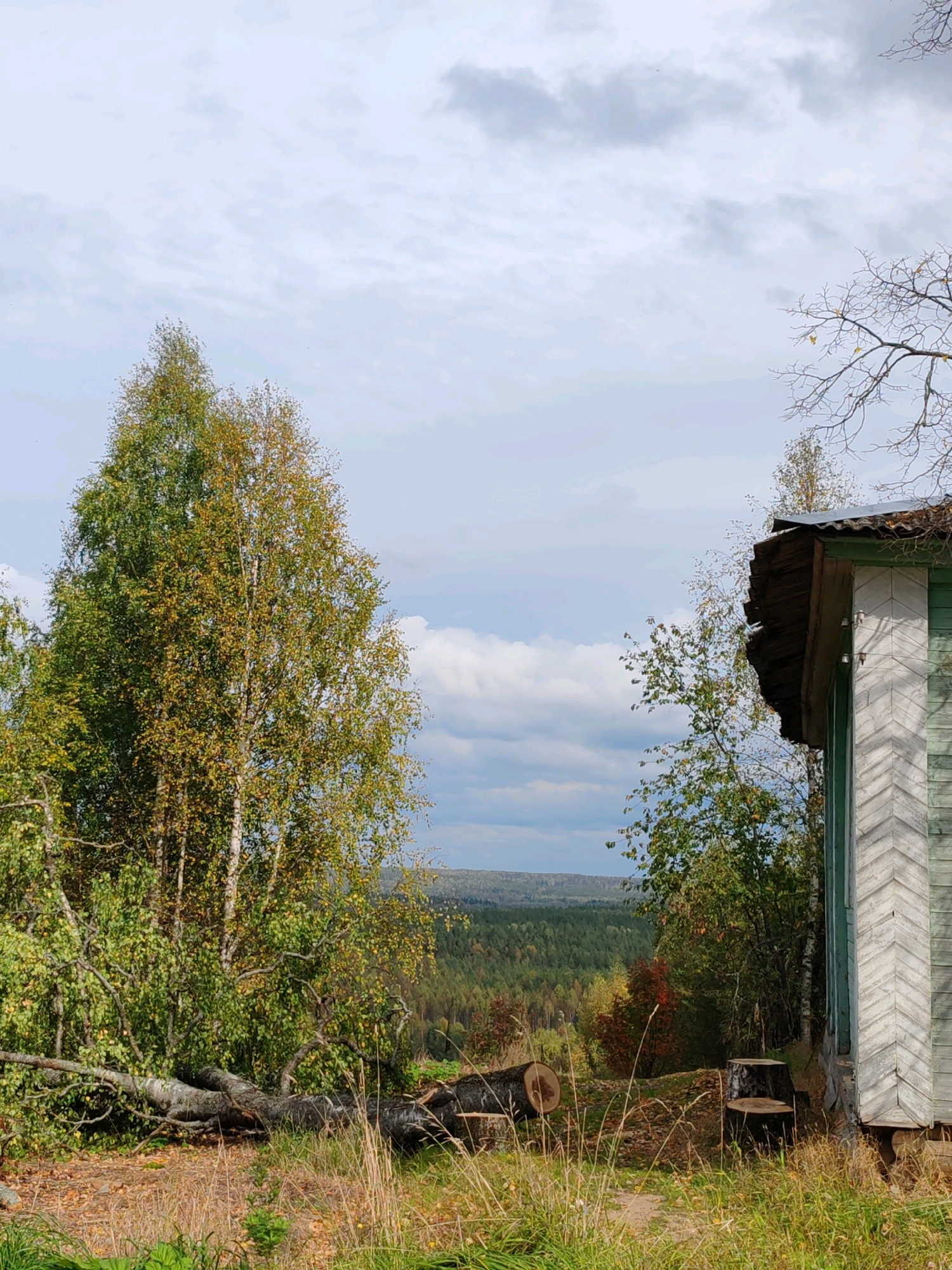 The image depicts a rustic scene in Чухлэм, Russia, under a cloudy sky. On the right side of the frame, the corner of an old, weathered wooden house is visible. The house has light green siding arranged in a chevron pattern and a corrugated metal roof with some visible decay. To the left of the house, a large birch tree with partially yellowing leaves stands prominently. In the foreground, a fallen log lies across dry grass and fallen leaves, with several tree stumps also present. Beyond the immediate foreground, a dense forest stretches into the distance, creating a natural landscape. The overall impression is one of a rural, perhaps abandoned, setting in autumn. There are no people or animals visible in the image.