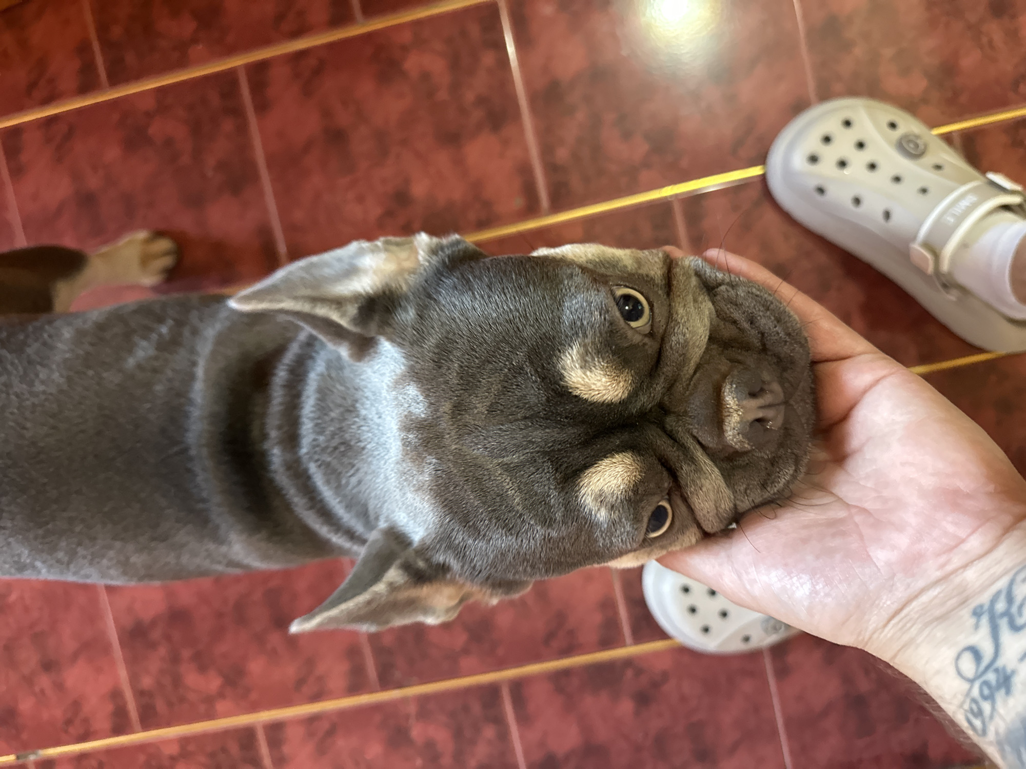 A hand gently pets the head of a brindle French bulldog. The dog's face is tilted upwards, with its large, dark eyes looking directly at the camera. Its ears are perked up, and its wrinkled muzzle is prominent. The dog's fur is a mix of gray and tan, with lighter tan markings around its eyes and muzzle. The hand, with visible tattoos on the wrist, is supporting the dog's head. A light-colored Croc shoe with a strap is visible in the background, to the right of the dog. The floor appears to be tiled with large, reddish-brown tiles, and a faint yellow line runs horizontally across the image. The lighting suggests it may be daytime, possibly indoors, as there's a bright reflection on the tiled floor. The overall scene conveys a sense of affection and interaction between a person and their pet. There is no discernible text in the image.