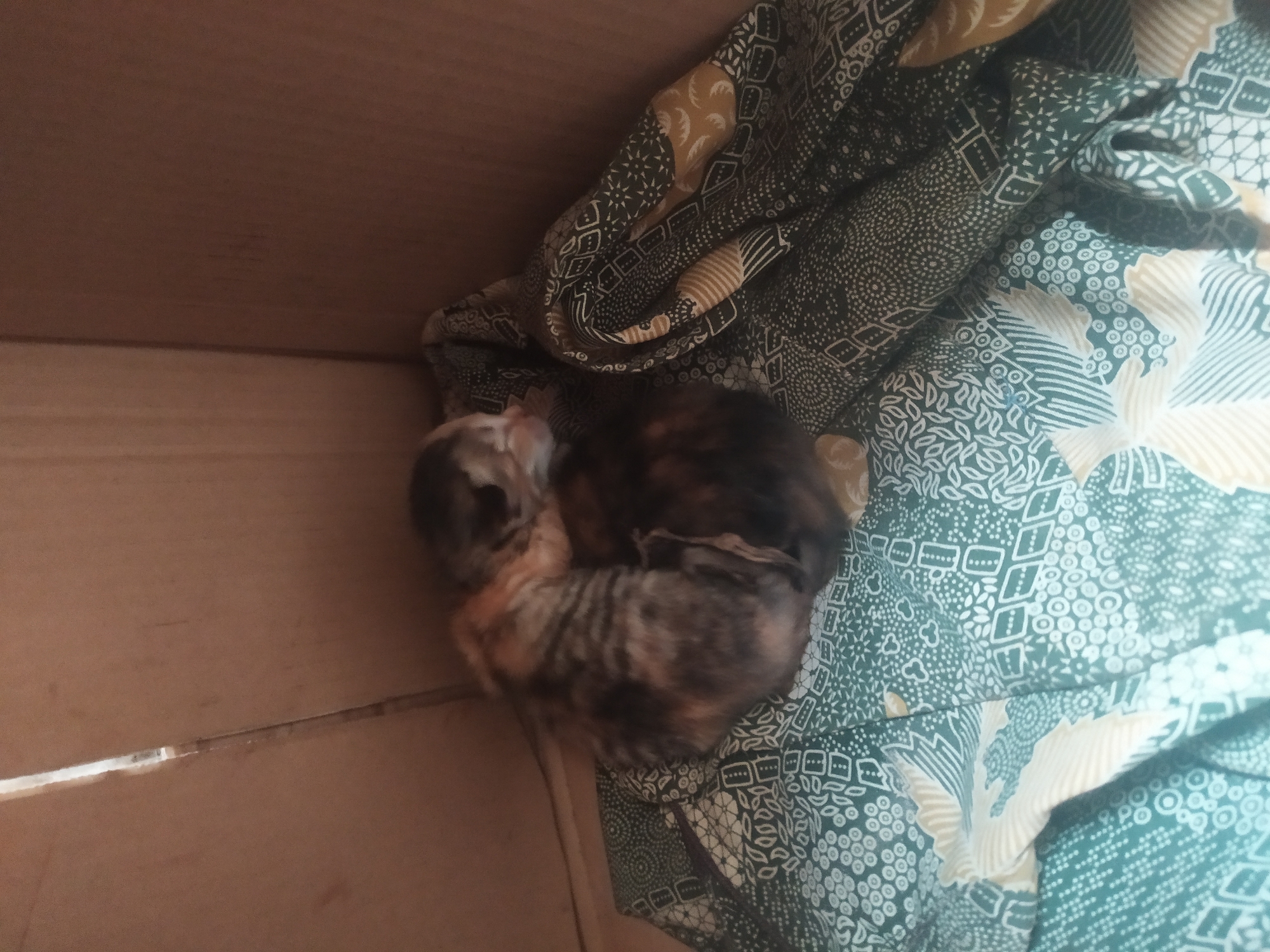 In Kragilan, Indonesia, a cardboard box contains two kittens sleeping on a patterned cloth. The box appears to be open at the top, with light filtering in from a crack. One kitten is tortoiseshell, and the other is a calico with patches of grey, brown, and orange. The cloth they are resting on is dark green with a repeating pattern of white and yellow motifs, possibly batik. The environment is dimly lit, suggesting the box is in a sheltered location.