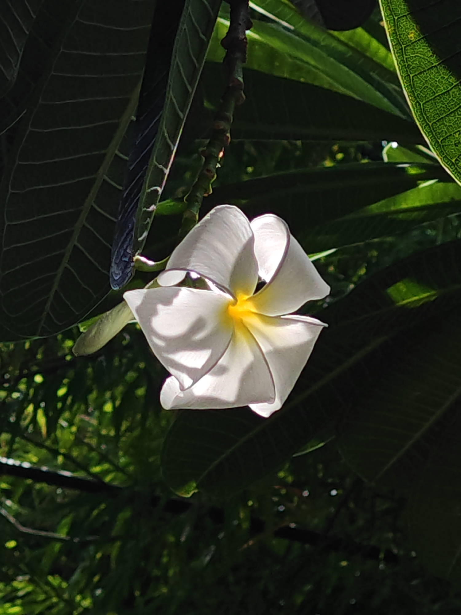 A white frangipani flower with a yellow center is shown in close-up, hanging from a branch. The flower is lit by sunlight, creating shadows on its petals. Dark green leaves surround the flower, some in focus and some blurred. The background is a bokeh of green foliage. The image appears to be taken in a garden in Baan Bo Phut, Thailand.