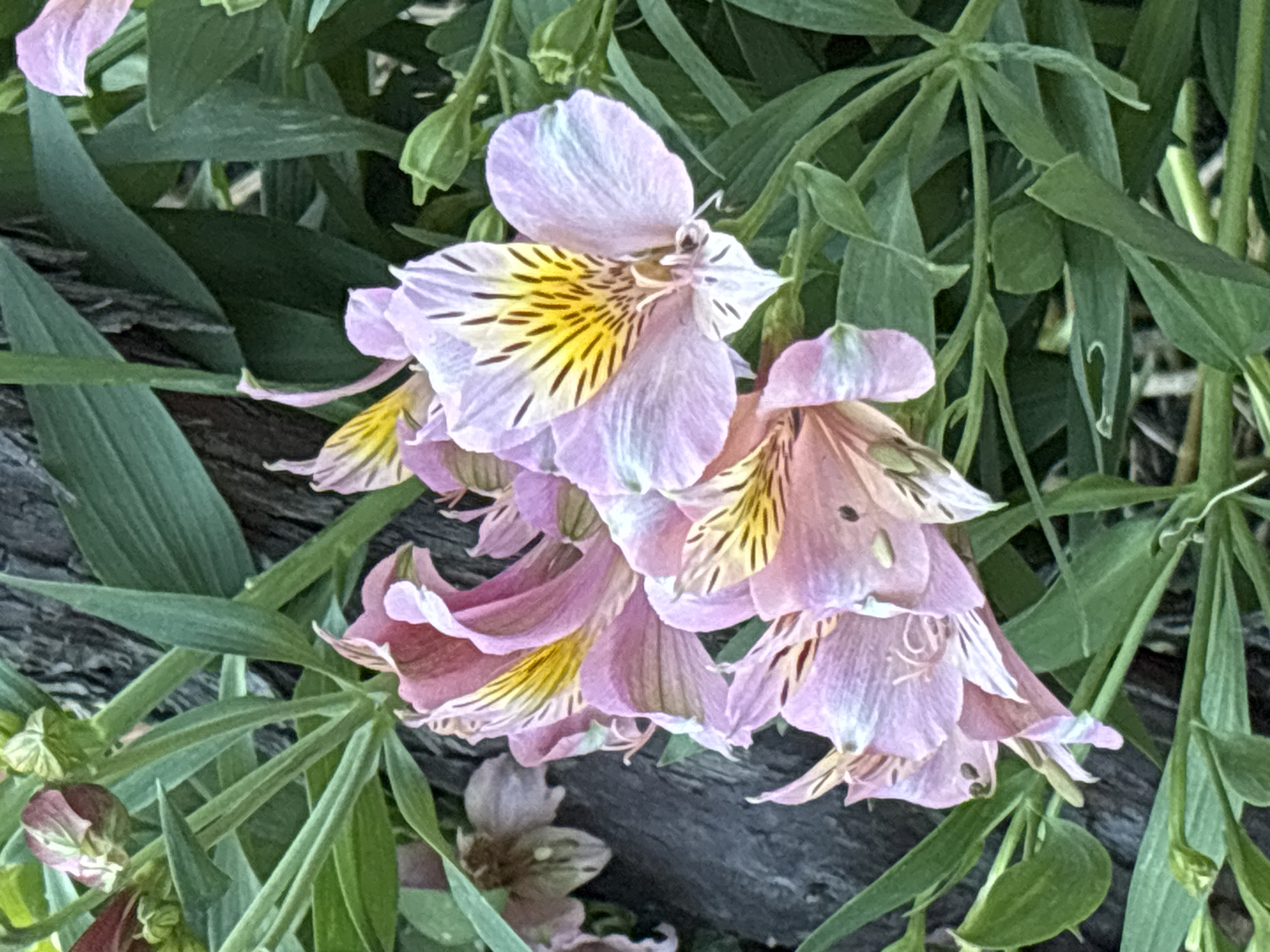 This close-up, eye-level shot features a cluster of Alstroemeria, commonly known as Peruvian lilies, in a garden setting. The flowers are predominantly a soft pink with delicate yellow streaks and dark markings on their inner petals. They are surrounded by lush green foliage and a rough, dark-barked surface that appears to be a tree trunk or a weathered wooden structure, possibly a fence or a planter box. The background is a blur of green leaves, indicating a shallow depth of field. The lighting is natural, suggesting it was taken outdoors during the day, with some light illuminating the petals and creating subtle shadows. There are no people visible in the image. The specific location in Gurkovo, Bulgaria, is not discernible from the visual elements alone.