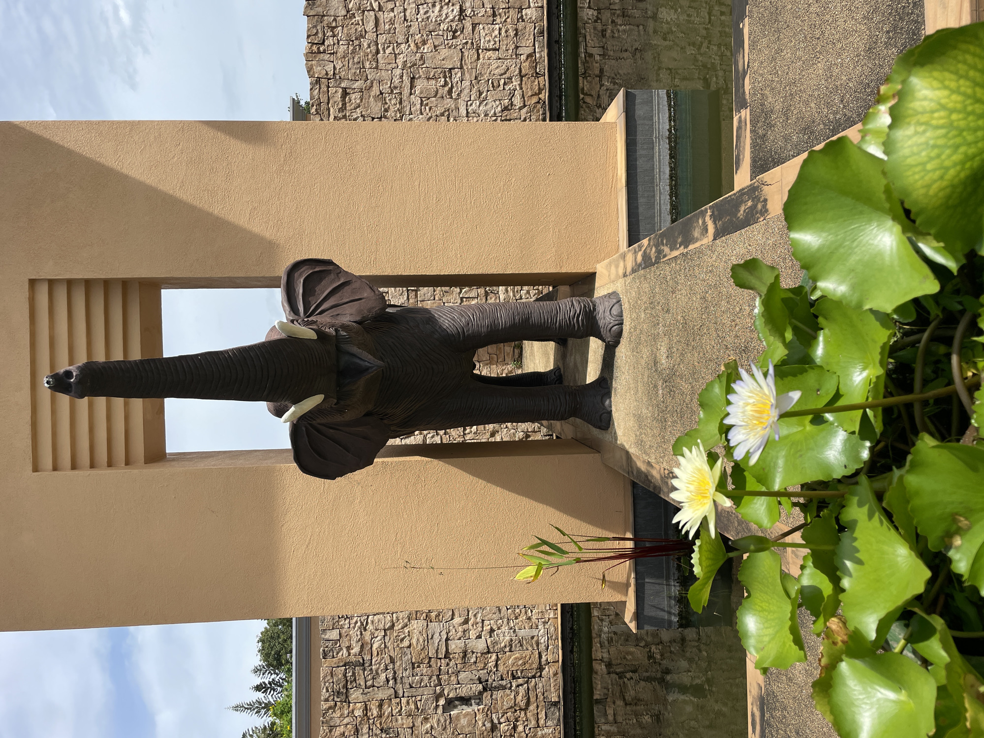 In Nong Prue, Thailand, an elephant statue stands with its trunk raised, positioned within an archway of a building with beige, textured walls. The statue is dark brown and detailed, featuring tusks and large ears. In front of the building, a pond reflects the sky and surrounding stone walls. Two white water lilies with yellow centers float on the surface of the pond, alongside vibrant green lily pads. The foreground of the image is dominated by these water lilies and their leaves, with a pathway leading towards the elephant statue. The scene is illuminated by natural daylight.