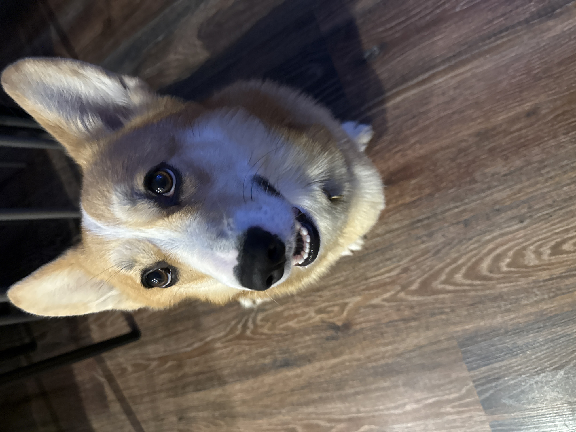 A Corgi dog is captured in a close-up, high-angle shot, looking directly up at the camera. The dog has fawn-colored fur with prominent white markings on its face, across its forehead, and on its chest. Its ears are perked and alert, and its dark, expressive eyes reflect the light source. The dog's mouth is slightly open, revealing small teeth and a hint of its tongue, giving the impression of a happy or playful expression.
The setting is an indoor space, indicated by the warm, wooden floor that serves as the background. The floorboards display varying shades of brown and distinct wood grain patterns. Partially visible on the left side of the frame, behind the dog's left ear and body, is a dark, possibly metallic, structure, which could be part of furniture or a pet gate.
The lighting primarily illuminates the dog's face, creating bright highlights on its snout and clear reflections in its eyes, suggesting an artificial light source overhead or in front. The surrounding areas, including parts of the floor, are in shadow. The image conveys a sense of cheerfulness and curiosity from the dog. There is no visible text within the image. The location context provided is Votkinsk, Russia.
