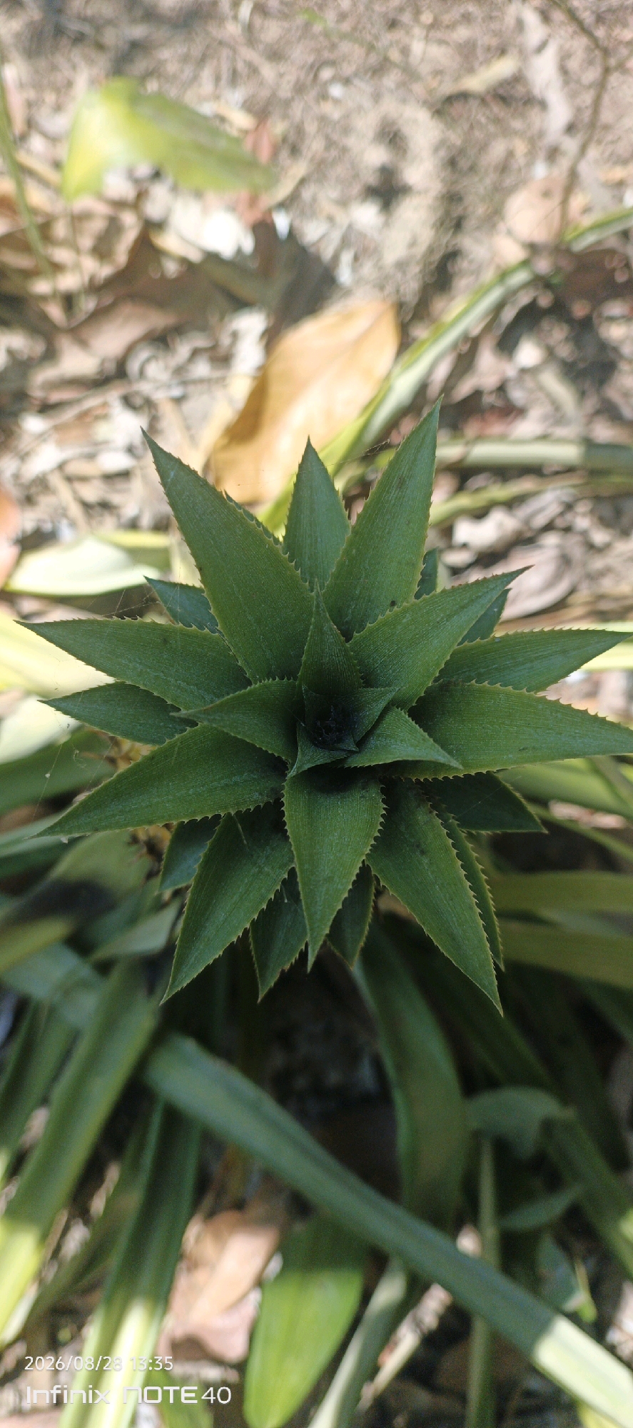 This is a close-up, eye-level, vertical shot of a pineapple plant seedling with spiky green leaves. The plant is in the center of the frame, with a dark center and leaves fanning outwards. The background is out of focus, showing dry leaves, dirt, and some green foliage. The image was taken in the city of Sidodadi, Indonesia. The timestamp "2026/03/23 13:35" and "Infinix NOTE 40" are visible in the bottom left corner, suggesting this is a digital photograph.