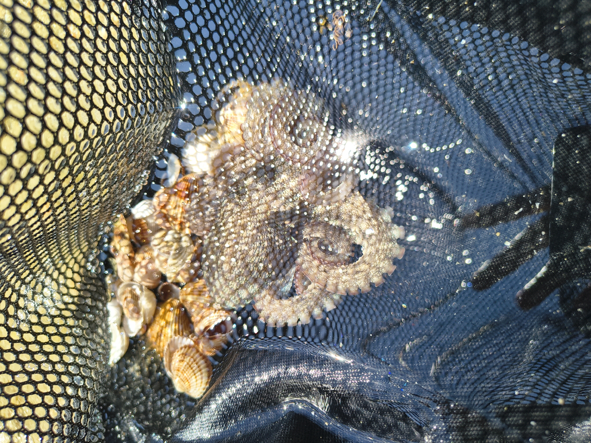 An overhead shot shows an octopus and several seashells in a fishing net. The octopus is coiled and rests on the net, with its tentacles spread out. It has a mottled brown and white complexion and appears to be a small to medium-sized specimen. The seashells are of various sizes and colors, with some being a lighter brown and others a darker, richer hue. They are clustered around the octopus, and some of them are partially submerged in the water. The fishing net is made of black mesh and is partially submerged in the water, creating a dark background that contrasts with the lighter colors of the octopus and seashells. The water itself is clear and reflects the sunlight, creating a shimmering effect. The scene is captured on a sunny day, likely in a coastal area, given the presence of seashells and the fishing net. The image is likely taken in Limenaria, Greece, a coastal town on the island of Thasos, known for its beaches and fishing activities.