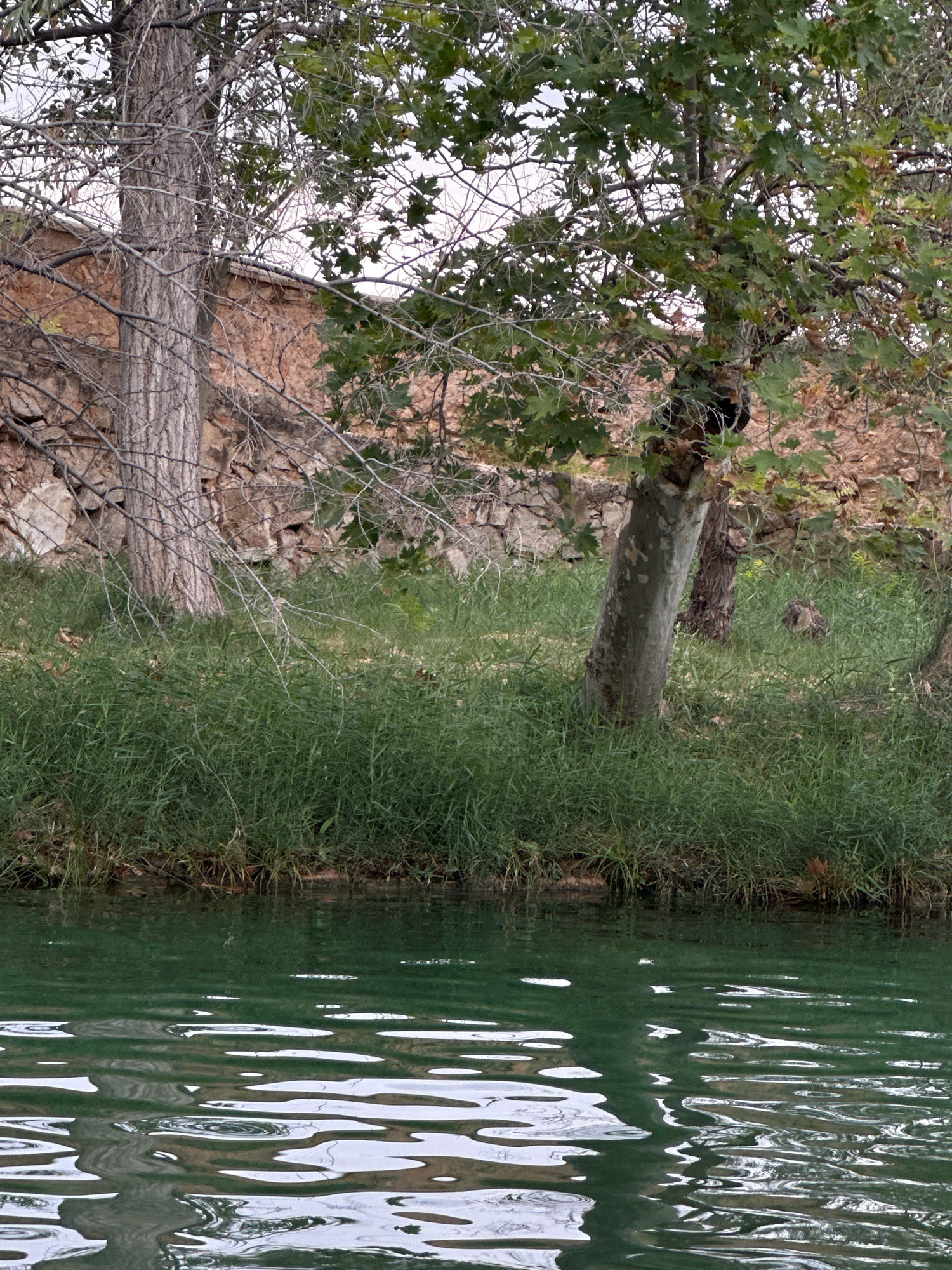 This image depicts a serene natural scene, likely situated near the thermal baths or parkland in Alhama de Aragón, Spain. The foreground is dominated by the calm, greenish water of a river or stream, its surface broken by gentle ripples that reflect the overcast sky and surrounding vegetation.
Along the bank, a dense growth of lush green grass reaches the water's edge. Behind the grass, several trees are visible. The most prominent is a large tree with a rough, greyish-brown trunk and numerous bare, delicate branches extending upwards. To its right, another tree stands, its trunk smoother and lighter in color, with a fuller canopy of green leaves. In the background, a textured wall constructed of irregular, reddish-brown stones forms a rustic backdrop. The overall impression is one of tranquility and natural beauty, typical of a park or riverside setting in a Spanish town. There are no people or animals visible in the frame.