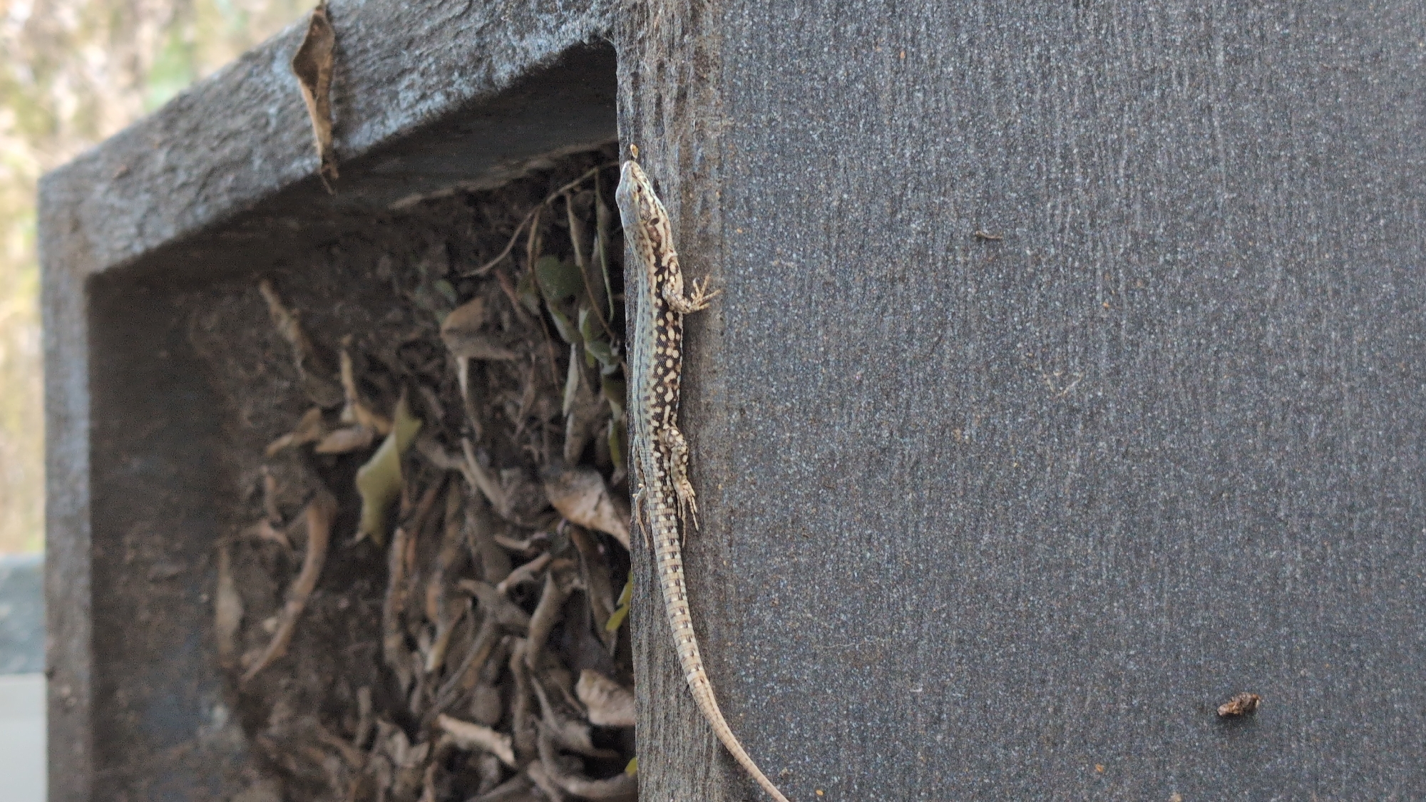 A common lizard, likely a Sand Lizard (Lacerta agilis), rests on the rough, dark grey surface of a stone border, possibly a planter or a decorative element in a public space. The lizard is light brown with a pattern of darker spots and a lighter underside. Its long tail extends to the left. Behind the lizard, within the raised border, is dark soil filled with dried leaves and twigs, suggesting an outdoor environment. The background is blurred, showing hints of dry vegetation and light. The image appears to be taken at eye level, focusing on the lizard and its immediate surroundings. This scene could be found in a garden, park, or other urban green space within the city of Worms, Germany.