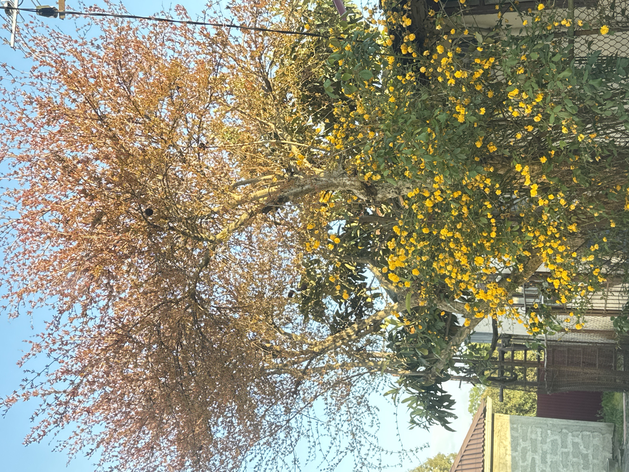 This image, set in Sirius, Russia, displays a vivid natural scene dominated by two distinct types of arboreal foliage against a clear blue sky. The original image appears rotated 90 degrees clockwise, making the sky the background of the upper portion and buildings appearing at the bottom.
On the left side of the image (when oriented correctly), a tree with numerous reddish-brown leaves or buds is prominent. Its branches are intricate and spread widely, suggesting a plant in early spring, late autumn, or possibly a species with this coloration. On the right side, a lush green plant, possibly a shrub or a vine climbing on the main tree, is covered in a multitude of small, bright yellow flowers. The juxtaposition of the brown, delicate foliage and the vibrant green, flowering plant creates a striking visual contrast.
The upper portion of the frame is filled with a bright, clear blue sky, indicating sunny weather. In the top left corner (when correctly oriented), black utility lines are visible, stretching across the sky. Towards the bottom right, fragments of human-made structures can be seen, including part of a building with a reddish-brown roof and another with a textured, light gray concrete wall. A metal lattice or fence is also visible behind the yellow-flowered plant.
No people or animals are visible, and no specific activity is taking place beyond the natural state of the plants. The time of day appears to be bright daylight, likely morning or early afternoon, given the clear sky and illumination. There is no visible text in the image.