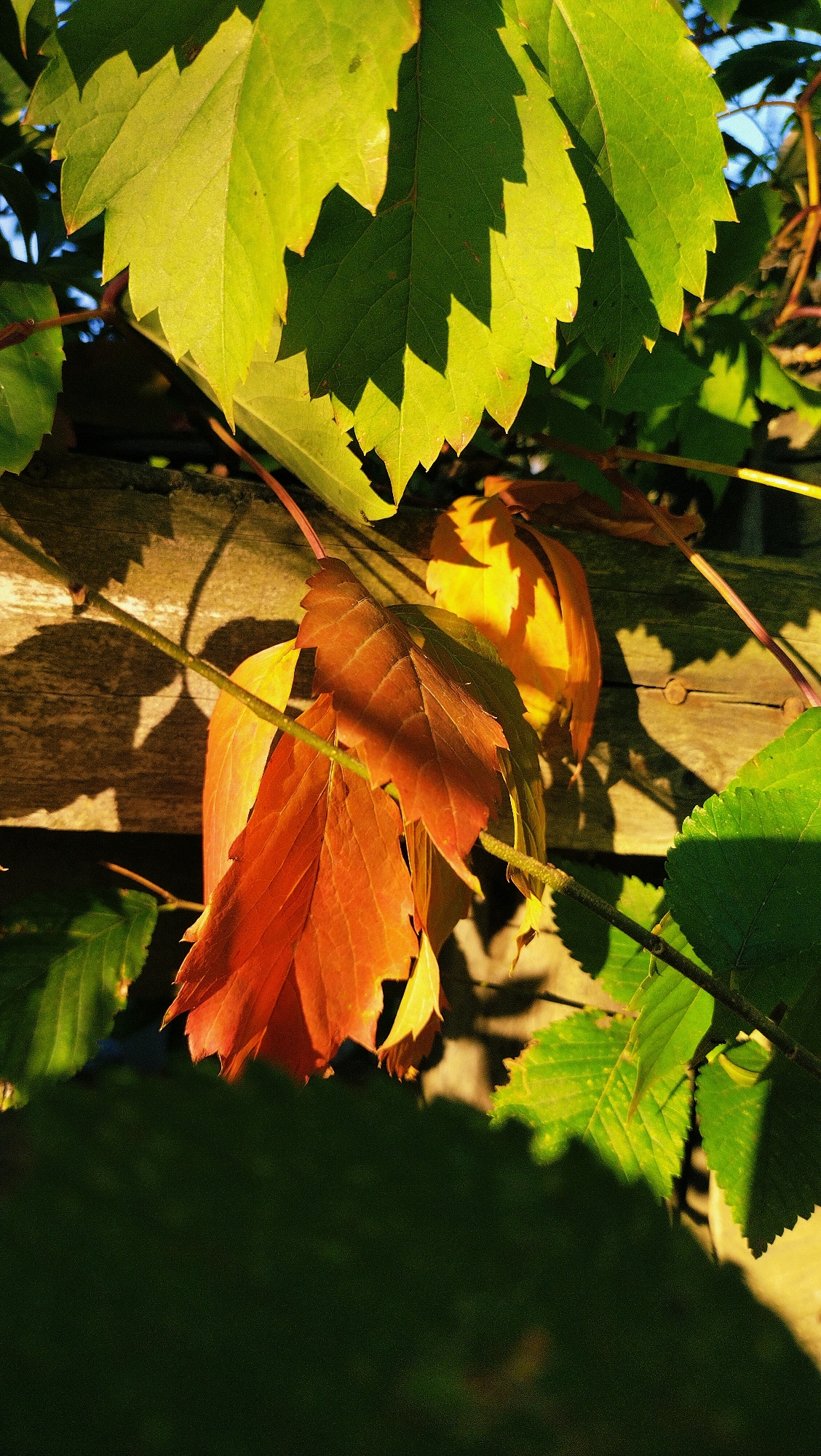 The image is a close-up, vertical shot of ivy leaves with some in shades of green and others transitioning to red and yellow, suggesting an autumn setting. The leaves are draped over a weathered wooden surface, possibly a fence or a rustic wall. Sunlight filters through the leaves, creating dappled shadows. The background is dark and out of focus, with a hint of blue sky visible. The scene appears to be outdoors, in a natural or garden environment. There are no people or animals present. The photo does not contain enough information to determine its specific location within Horishni Plavni, Ukraine.