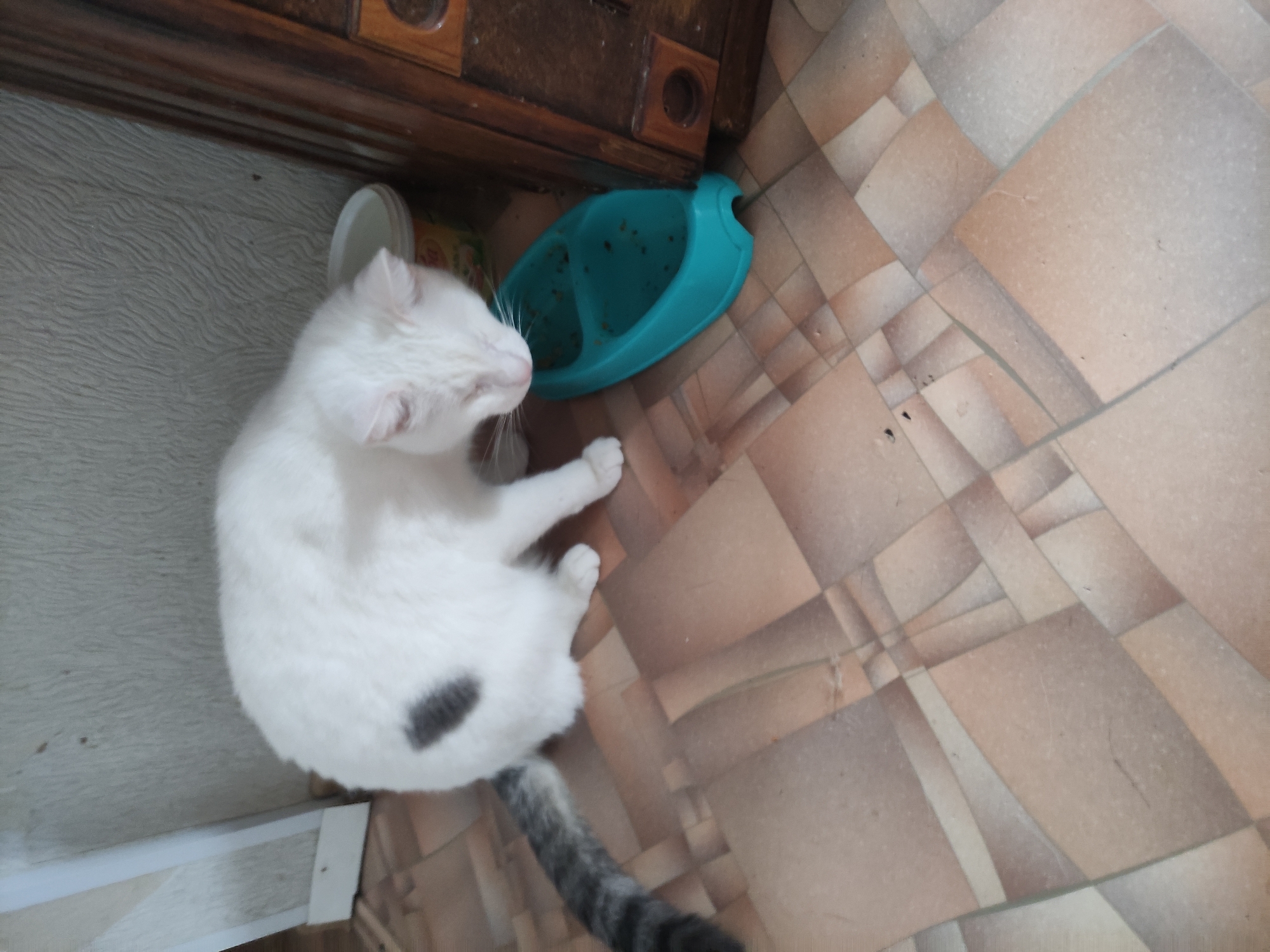 A white cat with a gray tail and a small gray spot on its back is lying on a tiled floor next to a turquoise blue pet bowl. The cat is positioned near a cabinet or wall, with the bowl placed between the cat and the cabinet. The floor is covered in geometric patterned tiles. The setting could potentially be a home in Pavlodar, Kazakhstan, but there are no elements to confirm this location.