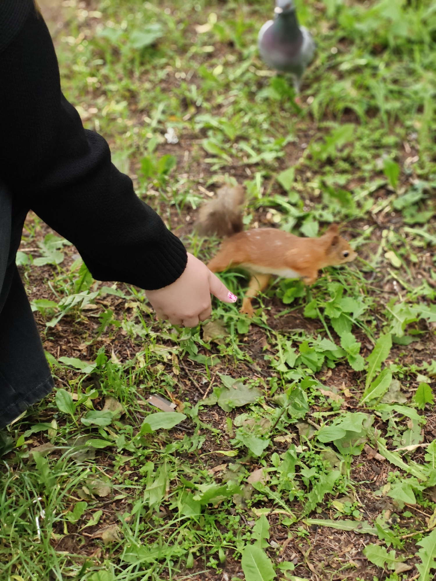 In this outdoor medium shot, a person in a black sweater is kneeling on the ground, their hand extended towards a small, reddish-brown squirrel that is scurrying through green grass and dirt. The squirrel is in motion, with its tail raised, and its body angled towards the right side of the frame. The person's index finger, adorned with pink nail polish, is pointed directly at the squirrel, seemingly interacting with or observing it.
In the background, out of focus, a pigeon stands on the grassy ground. The setting appears to be a park or a grassy area with scattered leaves and patches of soil, typical of a temperate climate. The lighting suggests it might be daytime, with overcast or diffused light, as there are no harsh shadows. The overall mood seems calm and observational, with the focus on the interaction between the person and the wildlife. There is no visible text in the image. The scene is consistent with an urban natural setting, possibly in Saint Petersburg, Russia, given the mention of the location context.
