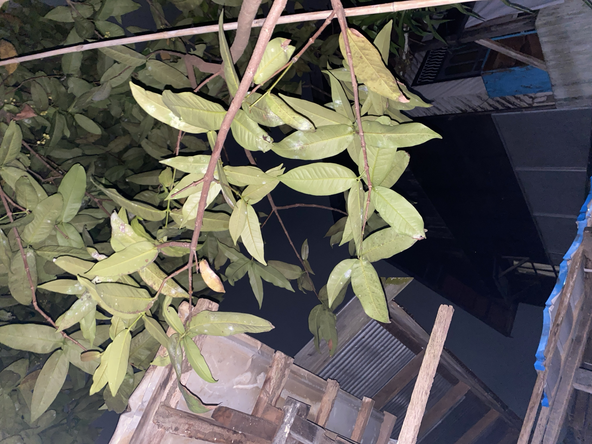 The image shows a close-up view of tree branches with green leaves, some of which have white spots. The branches are in the foreground, with a dark, out-of-focus background. To the left and bottom of the image, there are glimpses of wooden structures and corrugated metal roofing, suggesting an outdoor setting with some construction or makeshift shelters. The overall lighting appears to be artificial, possibly from a streetlamp or interior light, as the background is quite dark. The context of Banjarmasin, Indonesia, places this scene in a tropical urban environment.