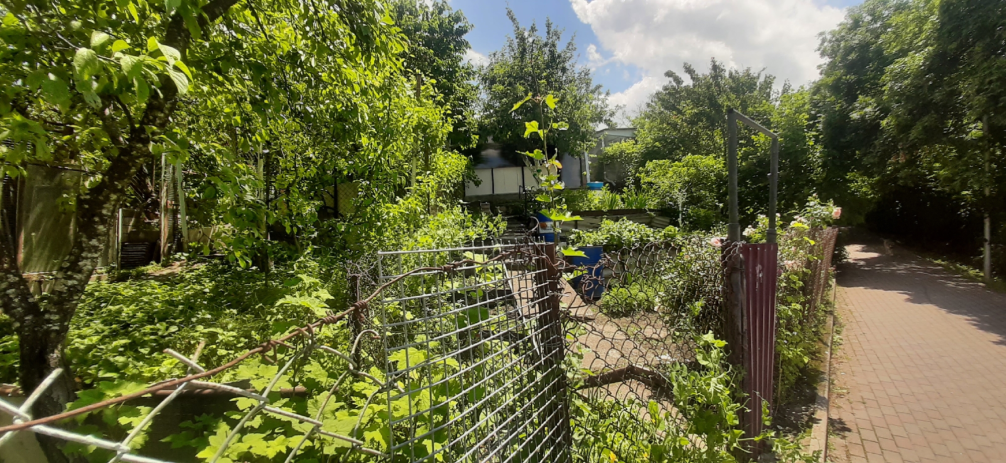 The image depicts an overgrown backyard with a chain-link fence and a paved walkway on the right side. Lush green foliage, including trees and bushes, dominates the scene. A metal gate, partially obscured by vines, is visible in the foreground. In the background, there are some structures, possibly sheds or small buildings, and blue barrels. The walkway is made of brick pavers and is bordered by a fence with pink roses. The sky is partly cloudy. The scene appears to be a residential area in Yessentukskaya, Russia, during the daytime. There are no people visible in the image.
