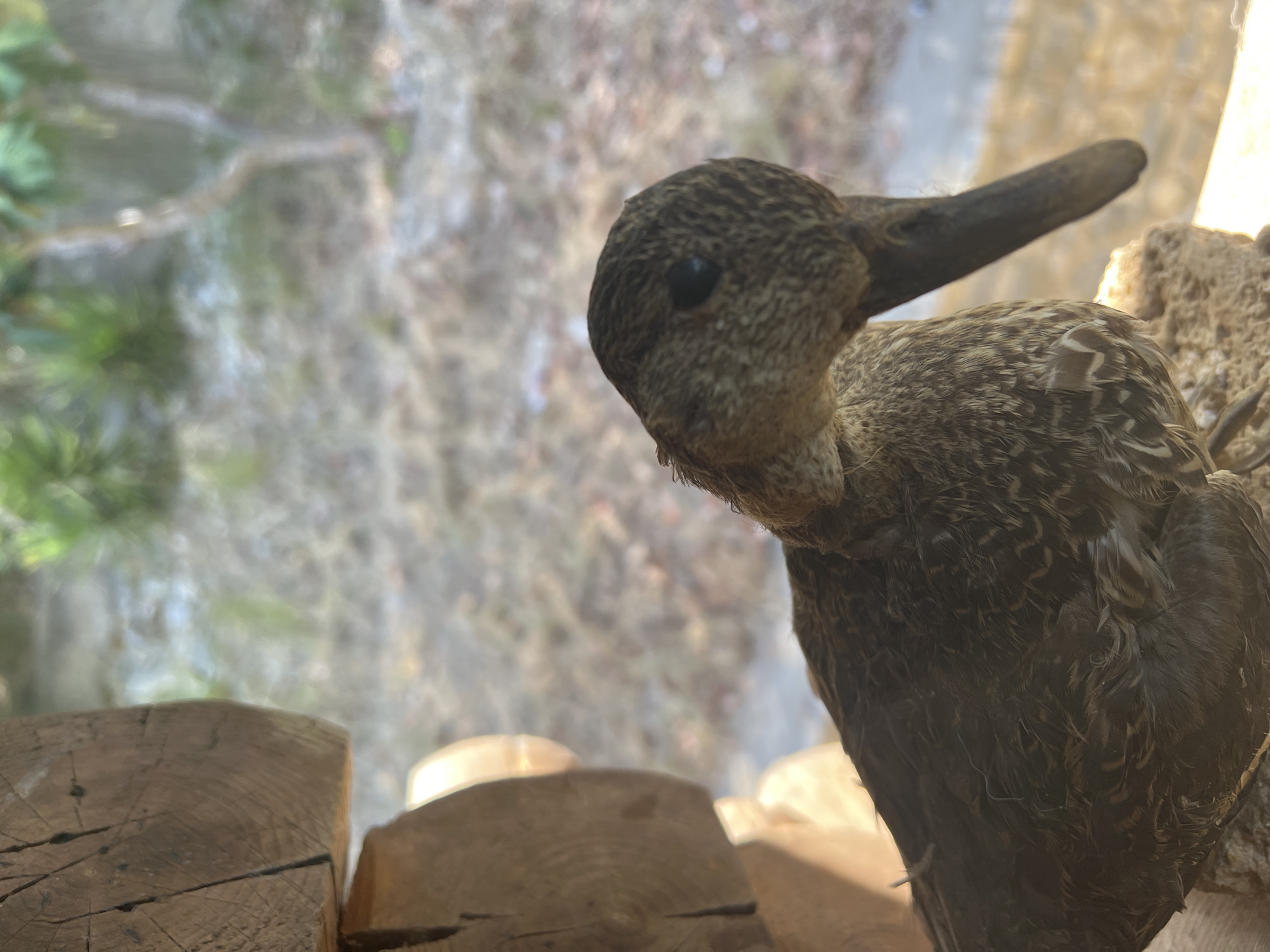 An adult duck with mottled brown and white plumage is perched on a rough, light-colored surface, possibly a piece of stone or concrete. The duck's head is turned to the right, revealing its dark eye and a long, dark bill. The background is out of focus and appears to be a natural environment with dry foliage and some sparse greenery. To the left of the duck, a section of a wooden structure, possibly a log cabin or fence, is visible. The lighting suggests it is daytime. The scene is not located in Acquaviva, Italy.