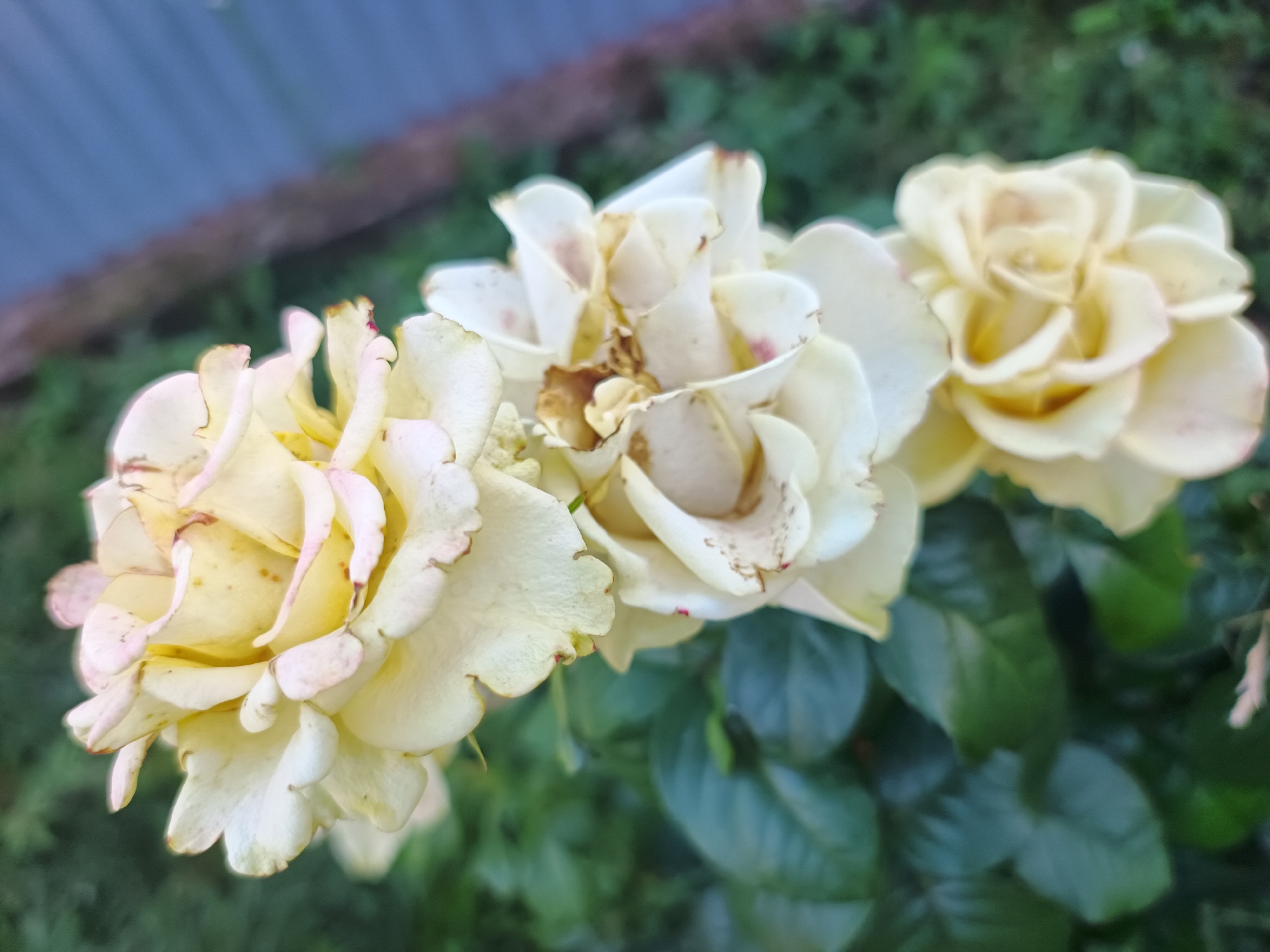 A close-up, eye-level, outdoor shot features three pale yellow roses with delicate pink tips and some browning on the petals, in the foreground. The roses are positioned diagonally from the bottom left to the top right of the frame. The background consists of blurred green foliage, a blurry grey fence, and a thin band of brown earth. The image appears to be taken in the city of Nova Mohylnytsia, Ukraine.