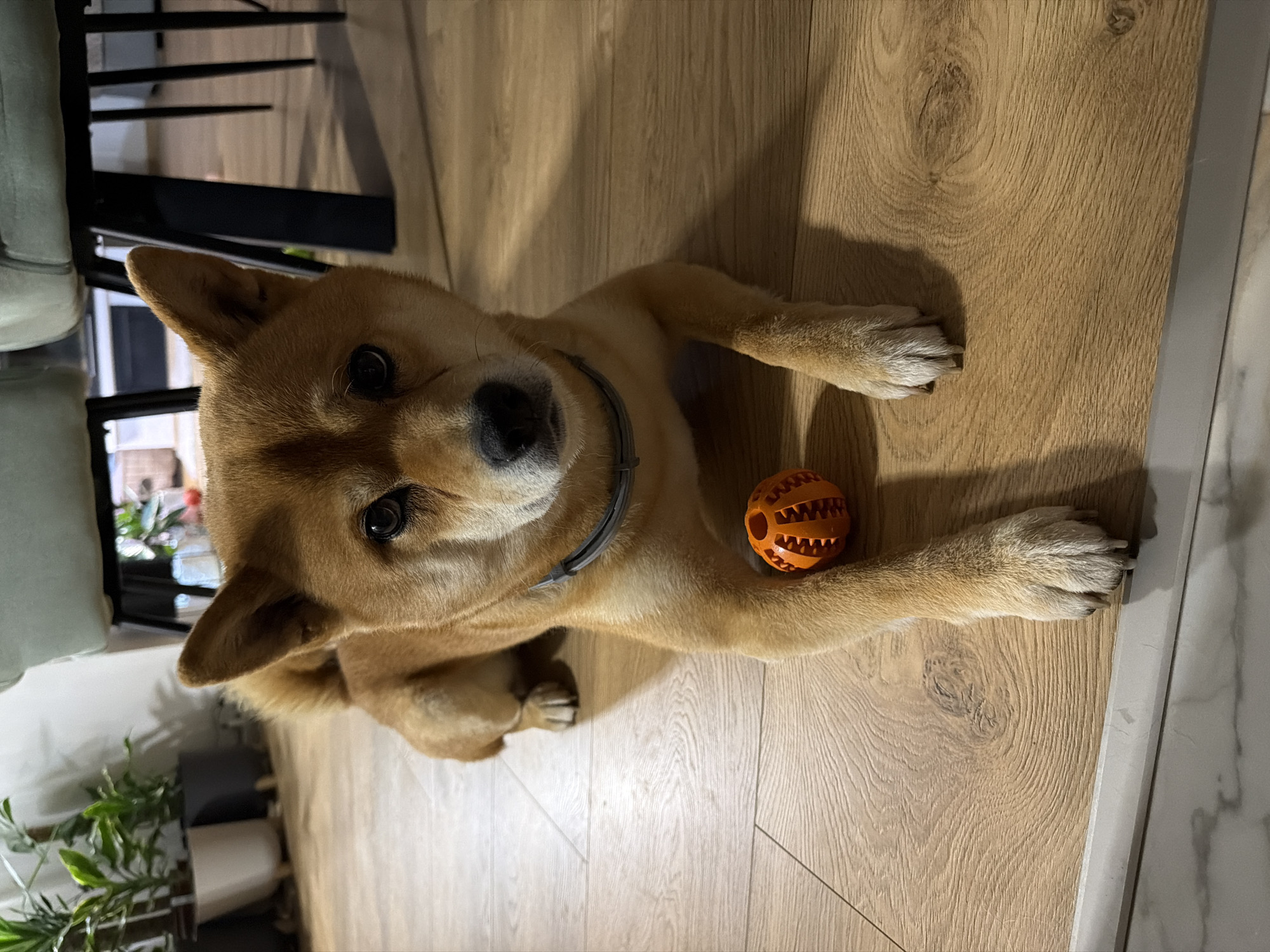 A red Shiba Inu dog is lying on a wooden floor next to an orange, hollow ball. The dog is facing the camera, with its front paws extended in front of it. The dog is wearing a grey collar. In the background, there are several potted plants and the legs of chairs and a table. The scene appears to be indoors, in a home environment. The location is identified as Priseltsi, Bulgaria.