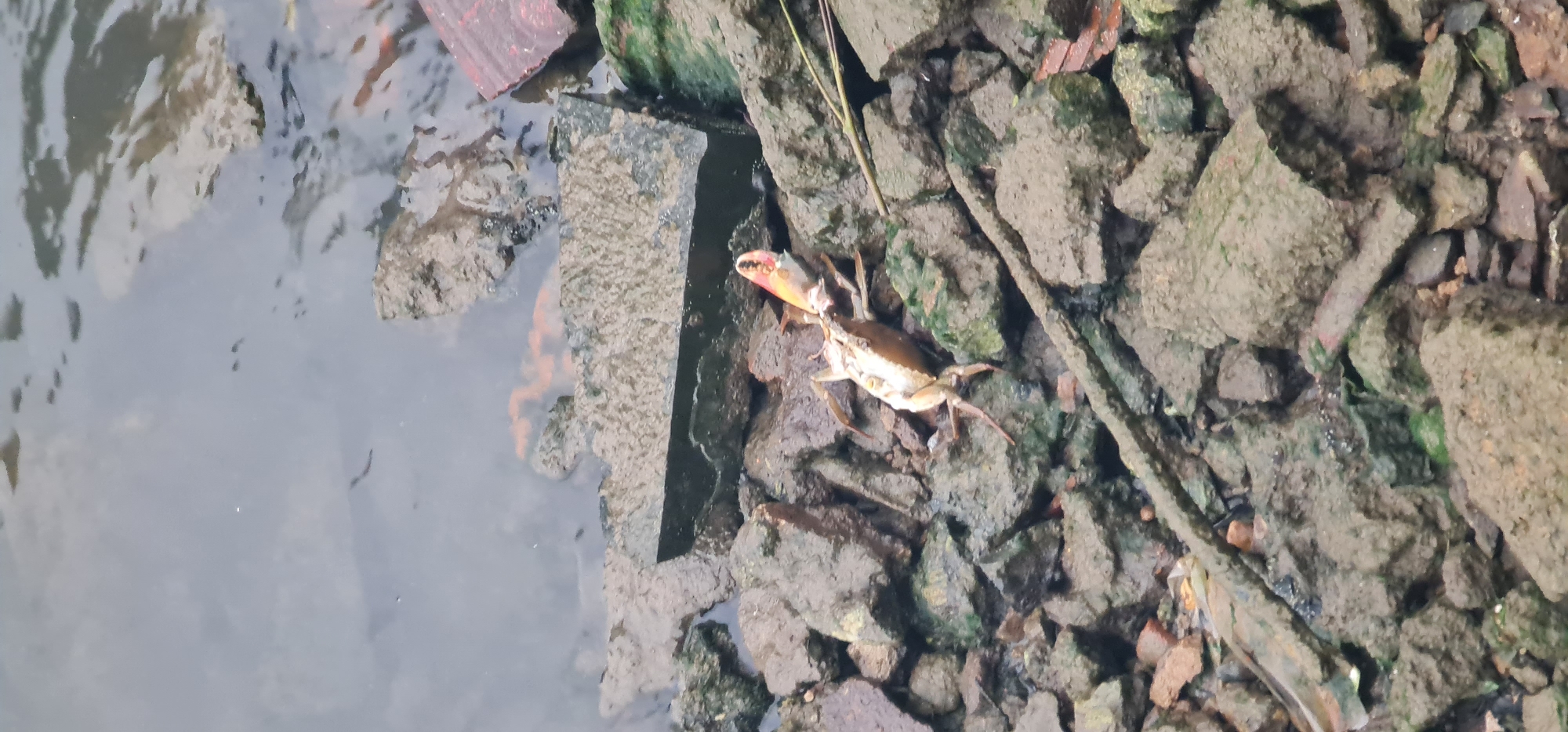 The image shows a crab on a rocky bank next to water, likely in Hội An Ward, Vietnam. The crab is brown with one prominent reddish claw. The rocky bank consists of various sized rocks and debris, with some patches of green moss. The water appears murky, and reflections are visible. The scene suggests a natural environment near a body of water in an urban or semi-urban area.