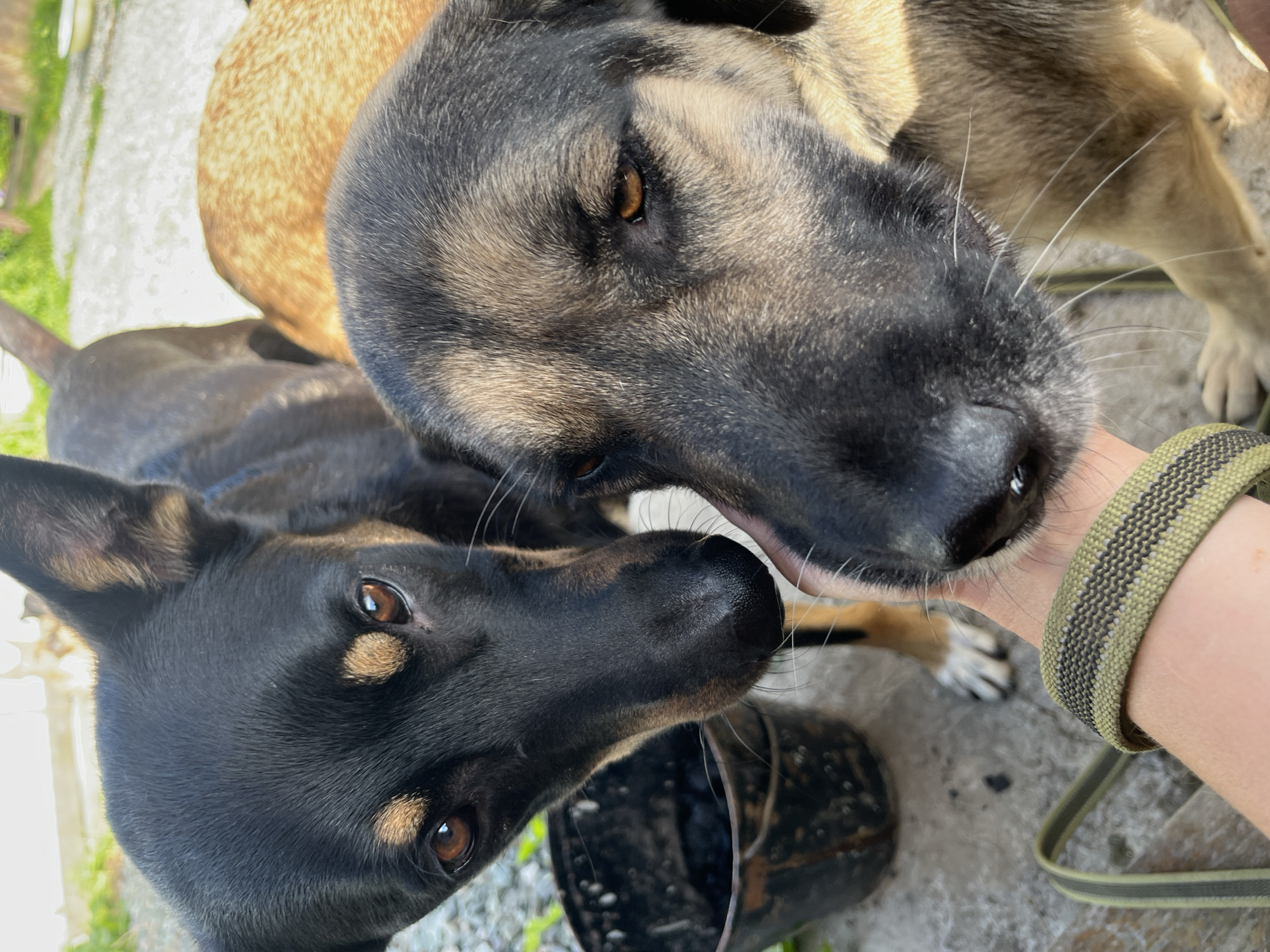 Two dogs are positioned in the foreground of the image, with their heads close together. The dog on the left is primarily black with tan markings around its eyes and muzzle. The dog on the right has a tan and grey coat. Both dogs have brown eyes. A human hand, wearing a green and black patterned strap, is touching the muzzle of the dog on the right. In the background, a black bucket with white specks is visible, along with some greenery and a light-colored surface that appears to be concrete or pavement. The overall setting suggests an outdoor, possibly rural or semi-urban environment. The image does not contain any information that would allow for the determination of its location in Nizhny Tagil, Russia.