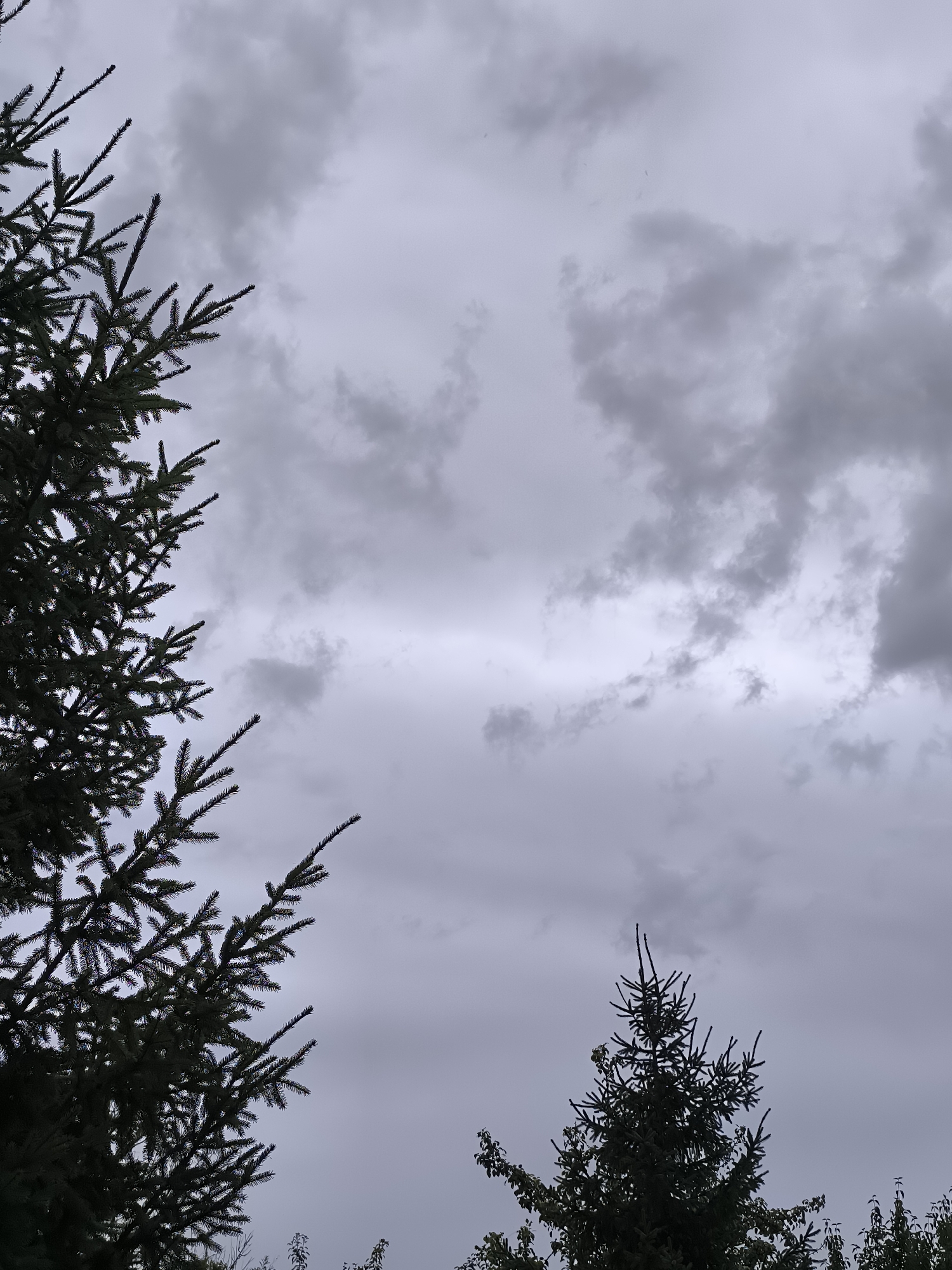 The image depicts a cloudy sky with the tops of two evergreen trees in the foreground. The sky is filled with dark, heavy clouds, suggesting an overcast day, possibly before or during rain. The larger tree is on the left side of the frame, its branches reaching upwards and across the sky. A smaller evergreen tree is visible on the right side, its top portion reaching into the frame from the bottom. The overall scene is dominated by shades of gray and dark green, creating a somber atmosphere. There are no people or human activity visible in the image. The location is identified as Ciorescu, Moldova.