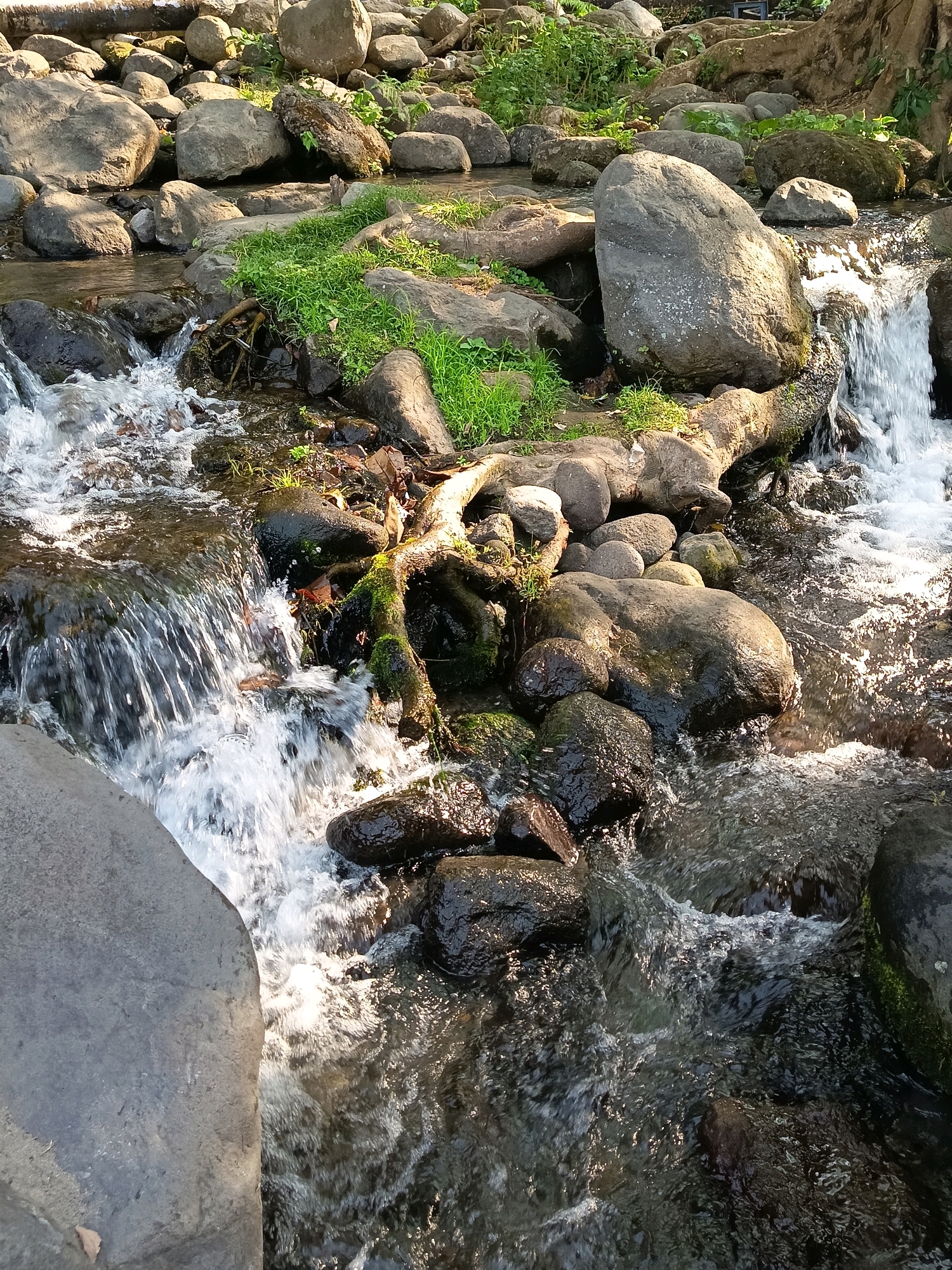 The image depicts a natural scene of a shallow, rocky stream flowing over stones. Lush green grass grows along the banks, interspersed with fallen leaves and moss-covered tree roots. Sunlight filters through the trees, casting dappled shadows on the water and rocks. The water itself is clear and appears to be flowing briskly, creating small cascades and ripples. The overall impression is one of a serene and untouched natural environment. No people or man-made structures are visible, suggesting this is a secluded natural area. The mention of Wangen, Indonesia, implies this natural setting is within or near that location.