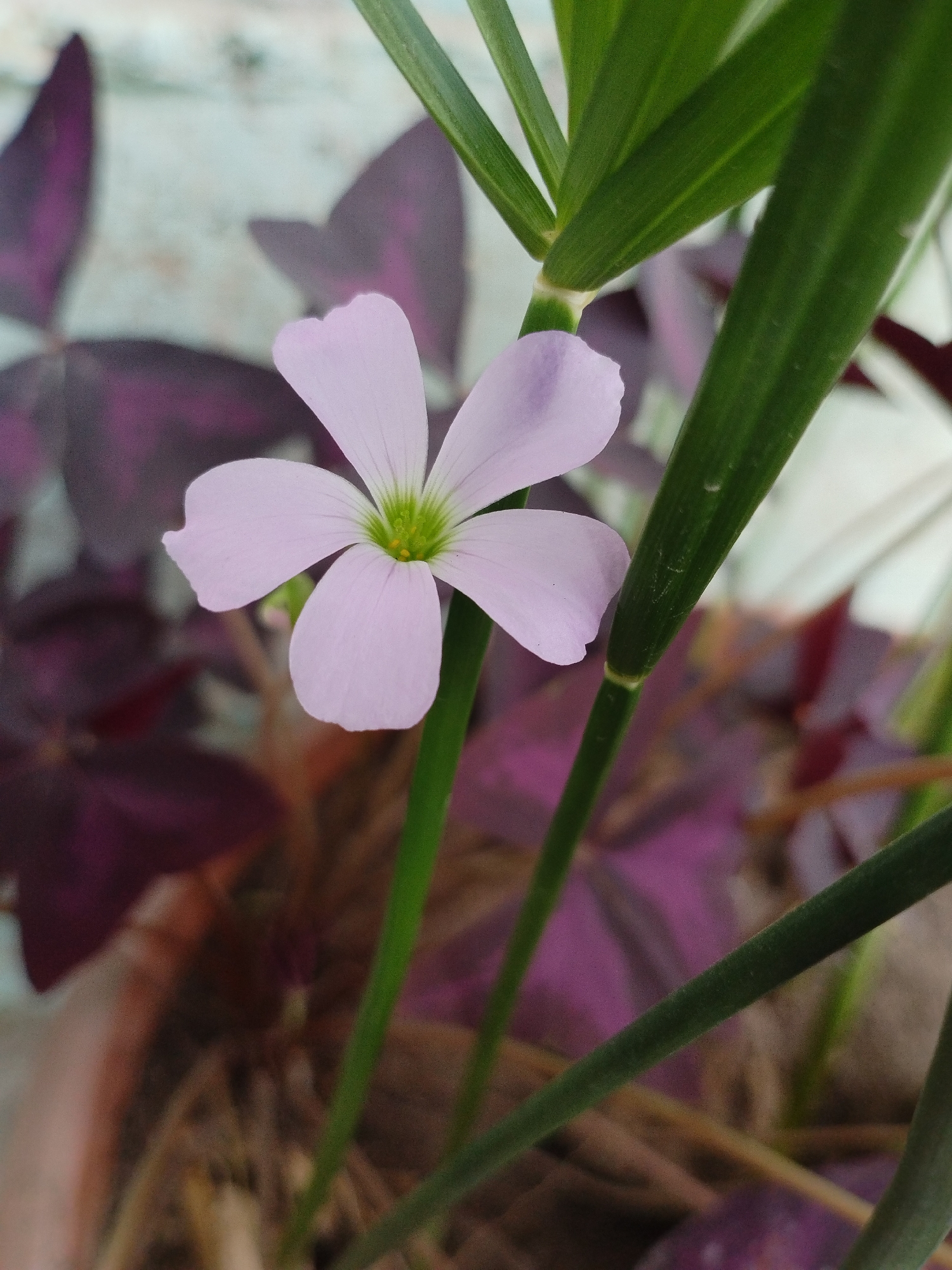 This is a close-up, shallow depth-of-field photograph of a delicate, pale purple five-petaled flower with a bright green center. The flower is positioned in the foreground, slightly off-center to the left. Behind the flower, out of focus, are dark purple, heart-shaped leaves, likely from a different plant. The background consists of a light-colored, textured surface, possibly a wall or pavement, and blurred green stems and leaves of other plants. The overall lighting is soft, suggesting natural daylight. The image appears to have been taken in an outdoor setting, possibly a garden or a potted plant display, in the city of Kyzyl-Kyya, Kyrgyzstan. There are no people or animals visible in the image. The scene depicts a natural element, a single blooming flower, in its immediate surroundings.