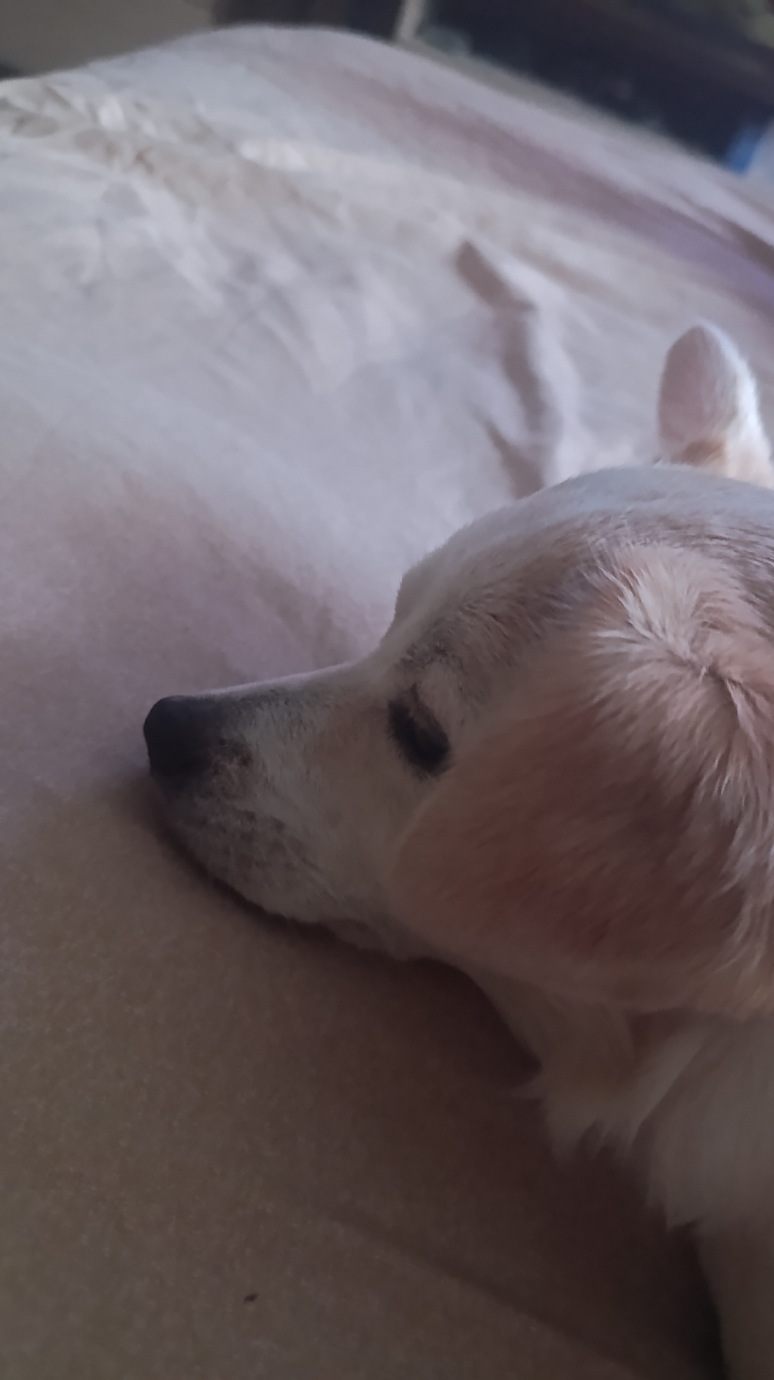 A light-colored dog is lying on a beige surface, possibly a bed or couch. The dog's head is in profile, facing left. Its eyes are closed or looking down, and its nose is dark and appears wet. The dog's fur is short and light-colored, with some darker markings around its eye. The background is blurred and appears to be a textured, light-colored fabric. The lighting is soft and natural.