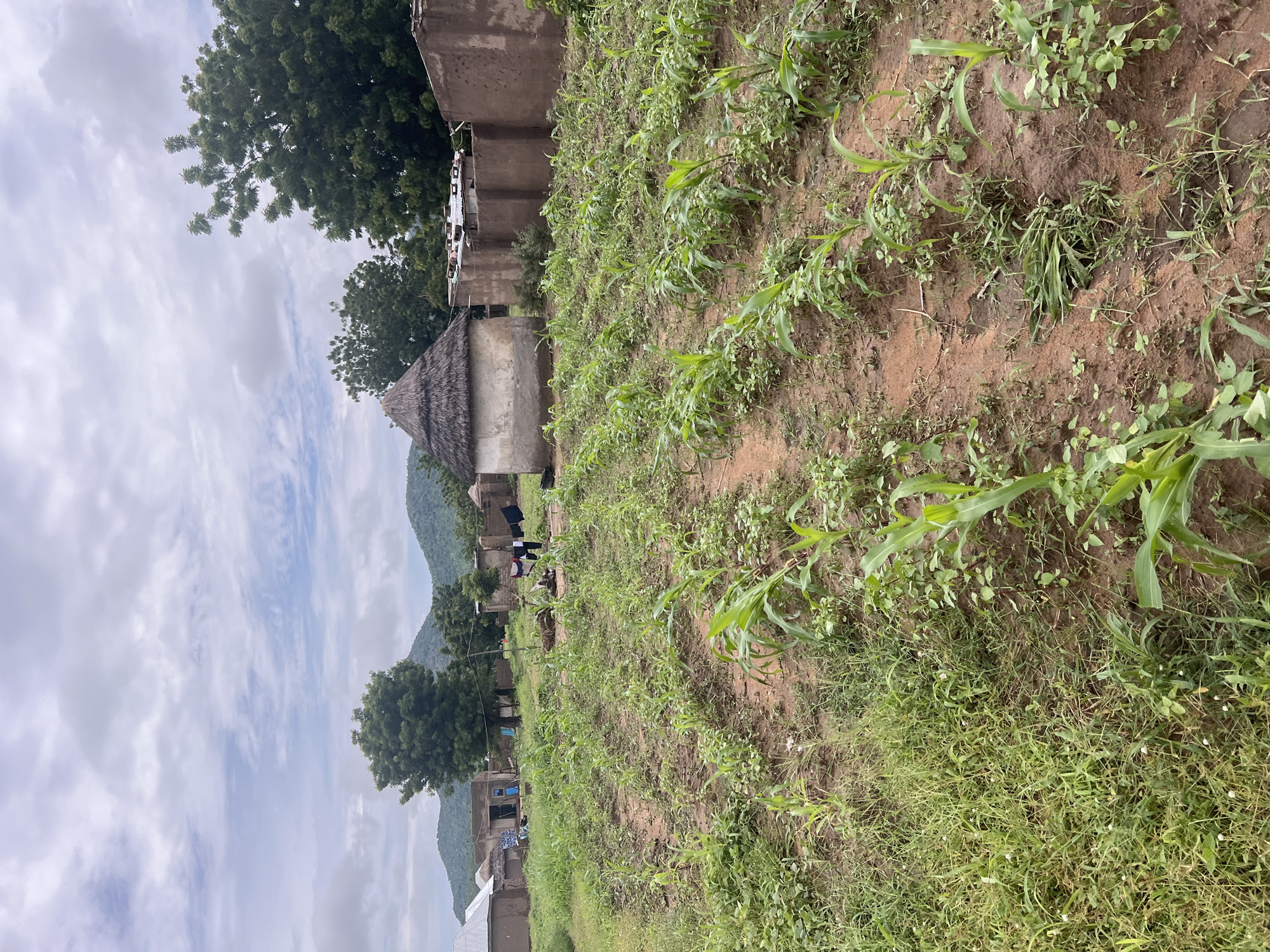 The image depicts a rural scene in Kona Garu, Nigeria. The foreground is dominated by a field of young corn plants, interspersed with other green vegetation and dry soil. Several thatched-roof structures and more modern buildings are visible in the background, suggesting a village setting. Trees with dense foliage are scattered throughout the landscape, and a mountain range can be seen in the distance.
A few people are present in the scene, appearing to be engaged in daily activities. Two individuals are walking near some of the structures, and laundry is hanging out to dry, indicating domestic life. The overall atmosphere appears calm and unassuming.
The weather seems overcast with scattered clouds, suggesting it might be daytime, possibly late morning or early afternoon. The lighting is diffused, without harsh shadows. The soil in the field is reddish-brown, typical of many rural agricultural areas. The presence of corn and the general setting strongly points to an agricultural community in Nigeria. No visible text is present in the image.