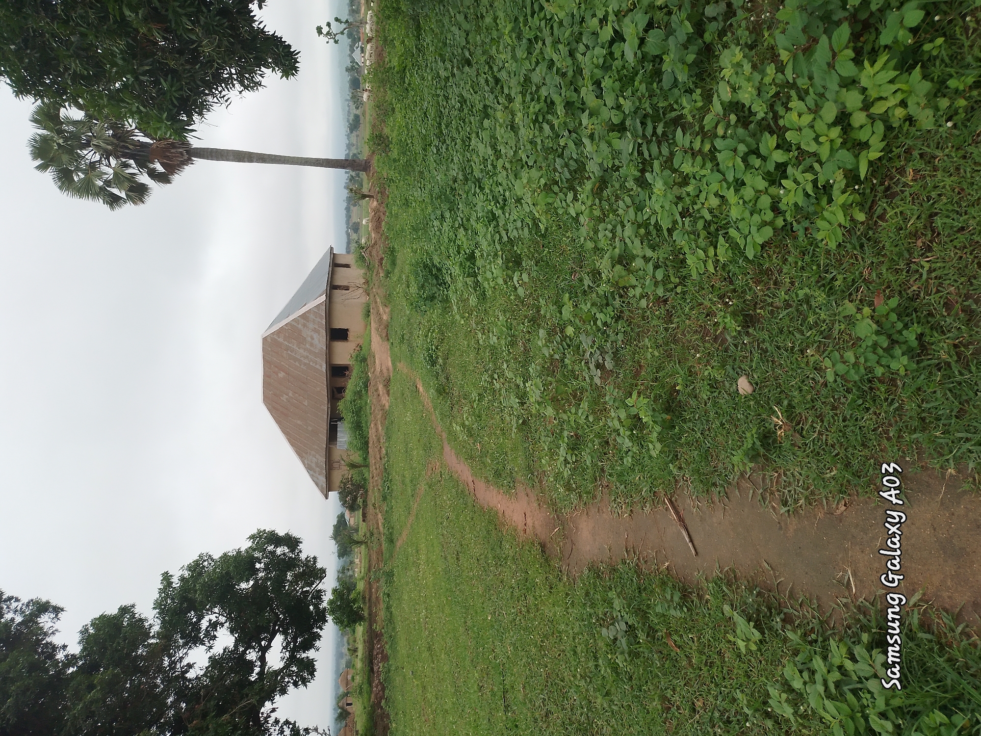 This is a photograph of a rural scene in Doka-Tofa, Nigeria. A dirt path leads through a grassy field towards a building with a corrugated metal roof. The building appears to be a house or other simple structure, with unpainted walls. A tall palm tree stands to the right of the building, and other trees and vegetation are visible in the background. The sky is overcast, and the overall impression is one of a quiet, undeveloped rural environment. There are no people visible in the image, but a few white animals, possibly goats or sheep, are scattered in the field near the building. A portion of the image is watermarked with "Samsung Galaxy A03".