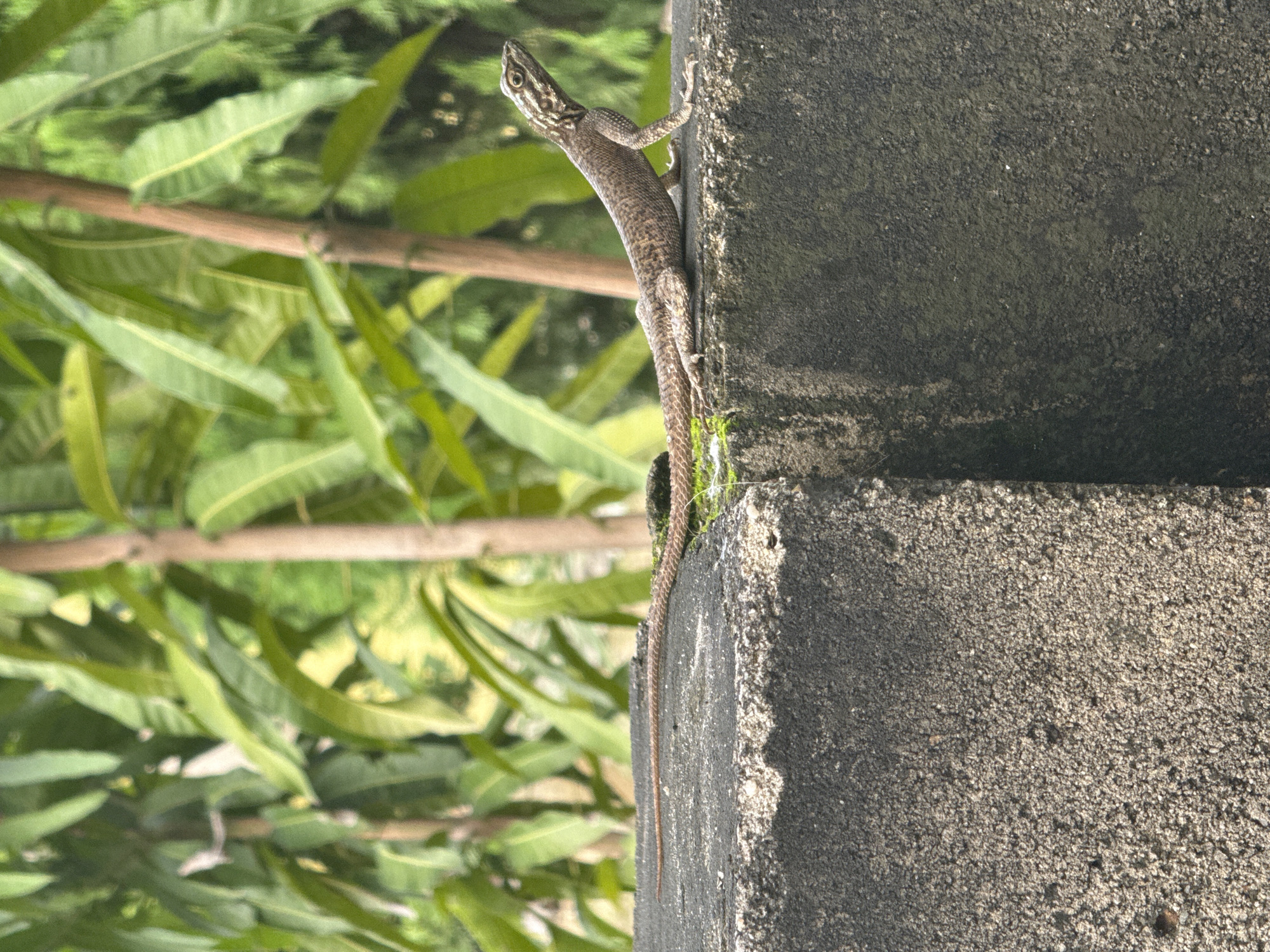 The image captures a detailed shot of a slender lizard clinging to a vertical, coarse-textured concrete structure. The lizard, positioned centrally and oriented upwards, has a mottled brown and grayish body with visible scales, providing camouflage against the rough surface. Its head is slightly raised and turned towards the left, revealing prominent eyes and a distinct facial pattern. The lizard's front limbs are spread, gripping the concrete, while its long, tapering tail extends downwards along the structure. Small patches of green moss or other tiny plants are visible on the concrete near the lizard's midsection.
In the background, out of focus but distinctly green, is dense foliage consisting of numerous elongated leaves and a visible brown branch. The overall impression is that of a lush, natural environment adjacent to a man-made structure. The lighting suggests it is daytime, with natural illumination highlighting the texture of the concrete and the lizard's scales. The scene is set outdoors, likely in a garden or a vegetated area in Ado, Nigeria. No text is visible in the image.