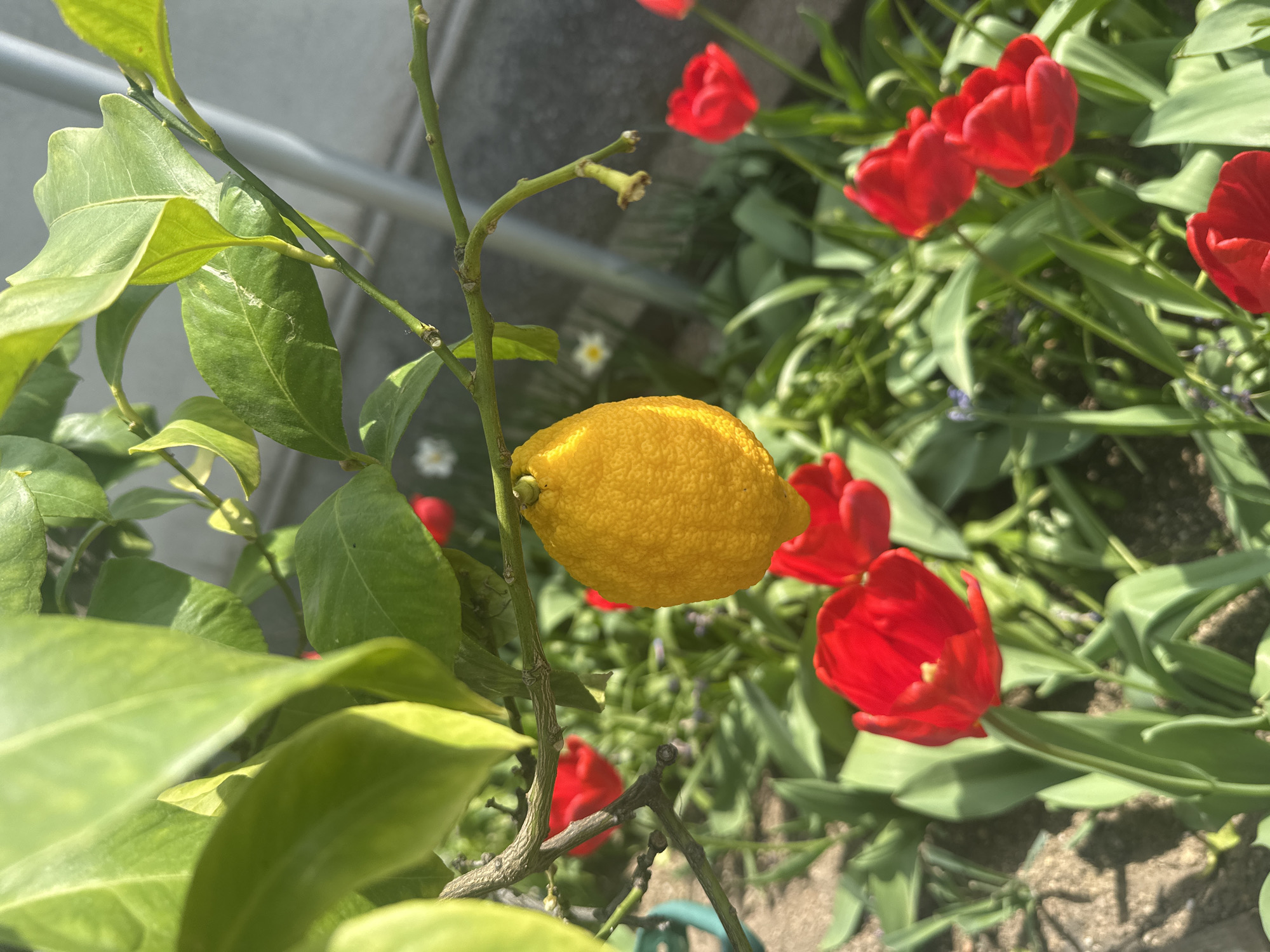 A yellow lemon hangs from a branch of a lemon tree. The tree has green leaves. In the background are red tulips and greenery. The scene is outdoors in daylight. The specific location in Choba, Bulgaria cannot be determined from the image alone.