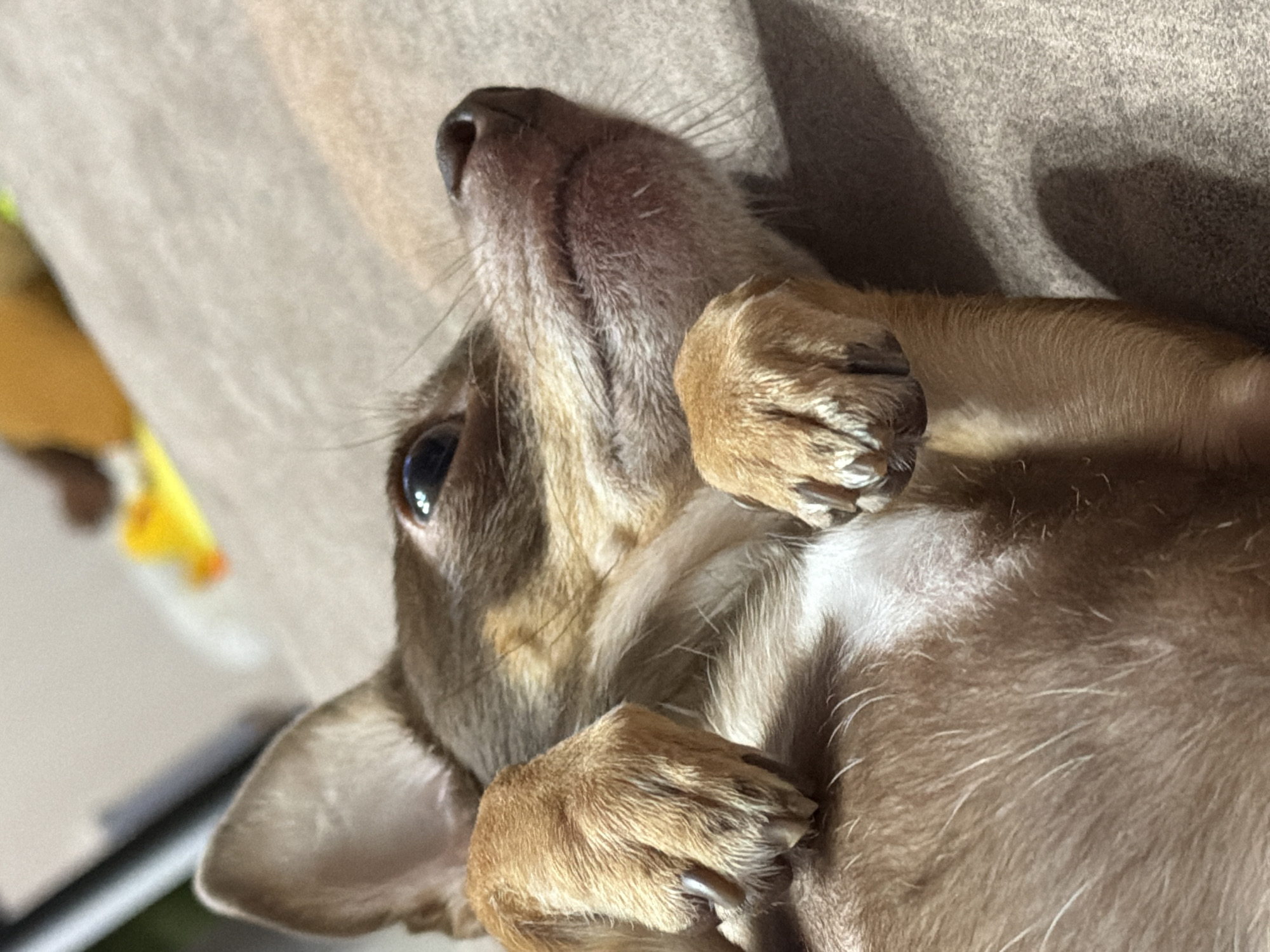 A close-up, eye-level, indoor shot captures a brown and tan Chihuahua lying on its back on a gray upholstered surface, possibly a couch. The dog's head is tilted upward and to the right, revealing its large, dark eyes, pink nose, and long whiskers. Its front paws are crossed over its chest. The background is blurred, with hints of yellow and orange objects and a dark shadow on the right side of the frame.