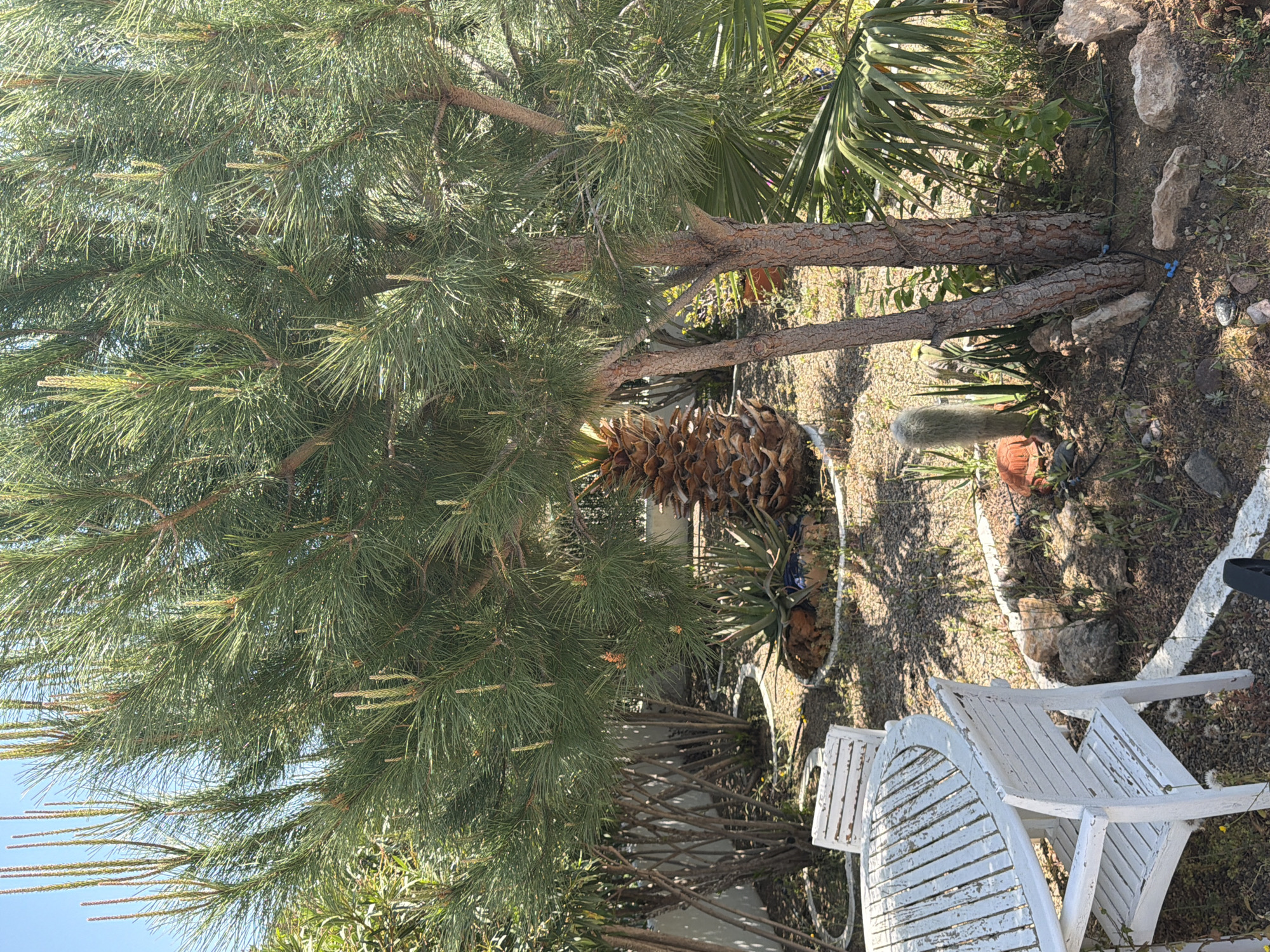 The image captures an outdoor scene in Mont-roig del Camp, Spain. A prominent pine tree dominates the left side of the frame, its green needles extending outwards. Adjacent to the tree is a palm tree and a dried palm frond lying on the ground. Two white, weathered wooden chairs are visible on the right side of the image. The ground is covered with soil, rocks, and sparse vegetation.