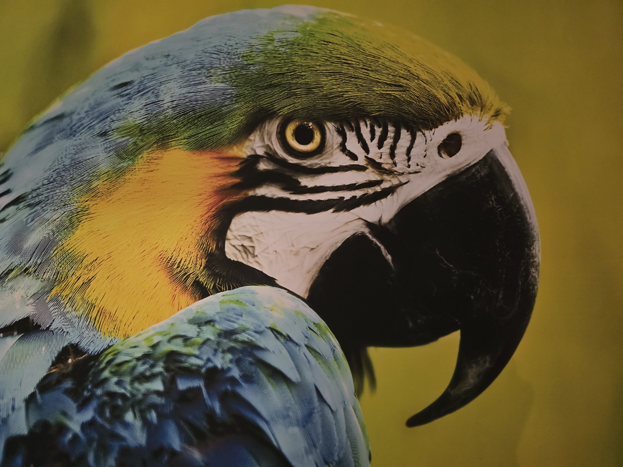 A close-up photograph shows the head and partial body of a colorful macaw parrot against a blurred yellow background. The parrot has predominantly blue and yellow feathers, with the blue feathers located on its lower body and head, and the yellow feathers situated on its neck. The bird's face features a white patch with black stripes around its eye, and it possesses a large, curved black beak. The eye is distinctly visible, displaying a yellow iris. The parrot appears to be looking slightly downward and to the side.