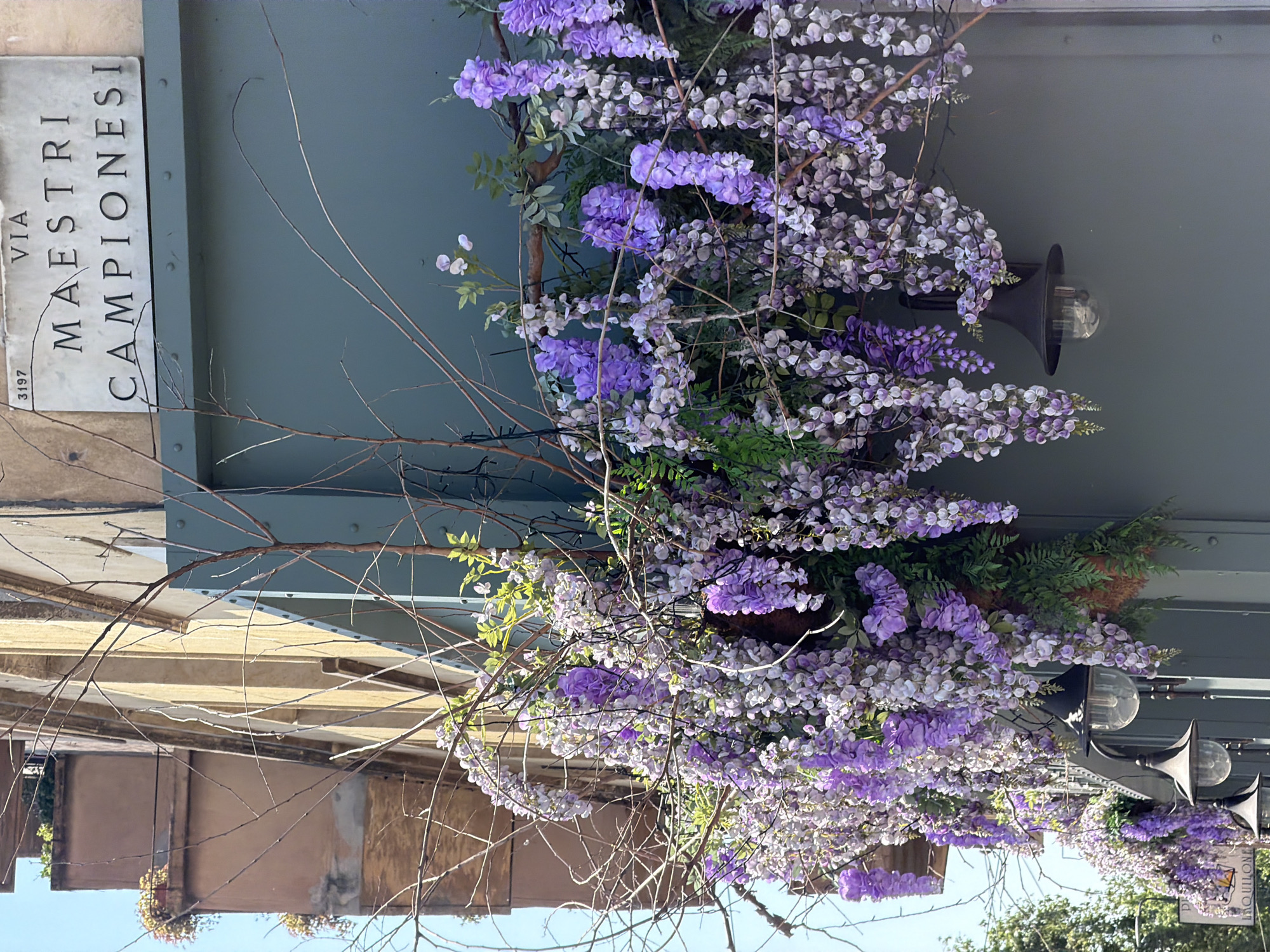 The image captures a street scene with a focus on floral decorations and architectural elements. The flowers are predominantly purple and white wisteria, cascading from what appears to be a shop awning or a building’s facade. These blooms partially obscure a series of outdoor lights. A street sign indicating "Via Maestri Campionesi" is visible, suggesting the location is in Milan, Italy. Bare branches intertwine with the floral arrangement, adding texture and depth to the composition. The architectural backdrop includes parts of buildings with varying shades of beige and brown, typical of urban structures. The sky is visible in the lower portion, appearing as a light blue backdrop. The overall impression is one of an urban landscape enlivened by vibrant floral displays.