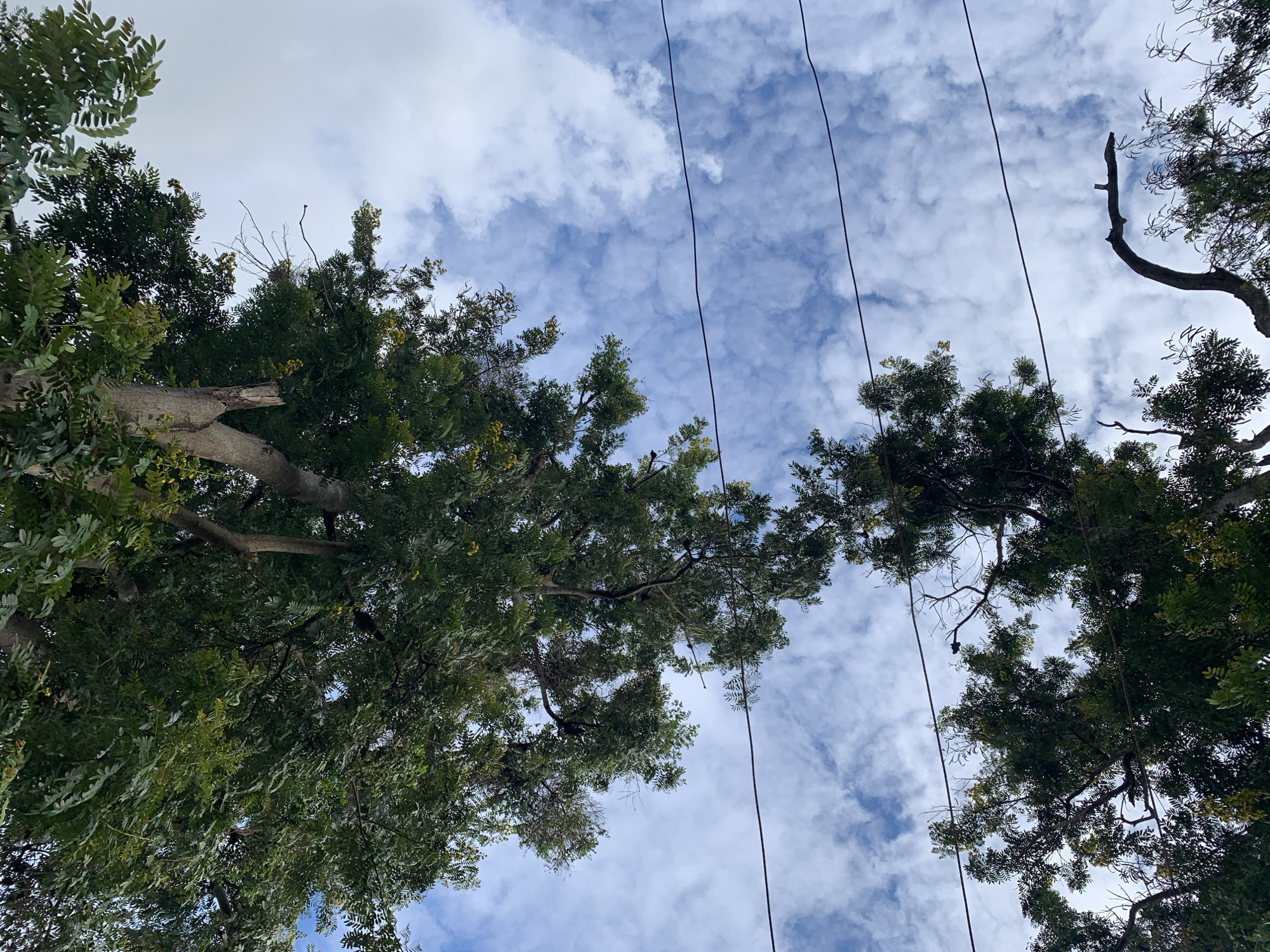 The image captures an upward perspective of a sky and tree canopy scene, located in Kabong, Nigeria. A vibrant blue sky occupies the upper-right and central portions of the frame, adorned with scattered, textured white clouds, indicating a partly cloudy daytime condition. Dense green tree canopies frame the left and bottom edges of the frame, featuring compound leaves and some visible light grey-brown trunks and branches. Patches of lighter green or yellowish growth, possibly flowers or new foliage, are interspersed within the canopy. Three dark utility lines traverse horizontally across the open sky section, appearing to pass between sections of the tree. No human figures or man-made structures beyond the utility lines are discernible. The scene is illuminated by natural daylight.