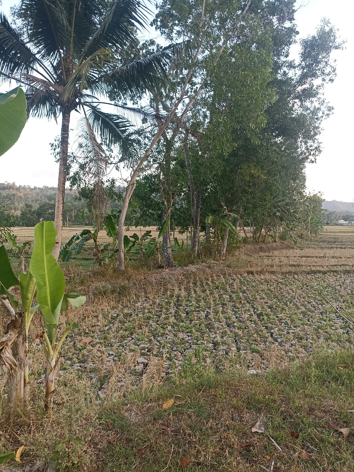 A medium shot captures a rural landscape in Kedungwaru, Indonesia, with a focus on a harvested rice field in the foreground. The field is characterized by rows of stubble, suggesting recent harvesting. To the left, a prominent banana tree with large, green leaves stands tall. Behind it, a mature coconut tree with its fronds reaching towards the sky is visible. A cluster of deciduous trees, some with dense green foliage and others with sparser branches, occupies the middle ground. In the distance, a gently sloping hill is covered with a mix of trees and some structures, hinting at a nearby settlement. The sky is overcast with a pale hue. The overall scene depicts a typical agricultural setting in a tropical region.